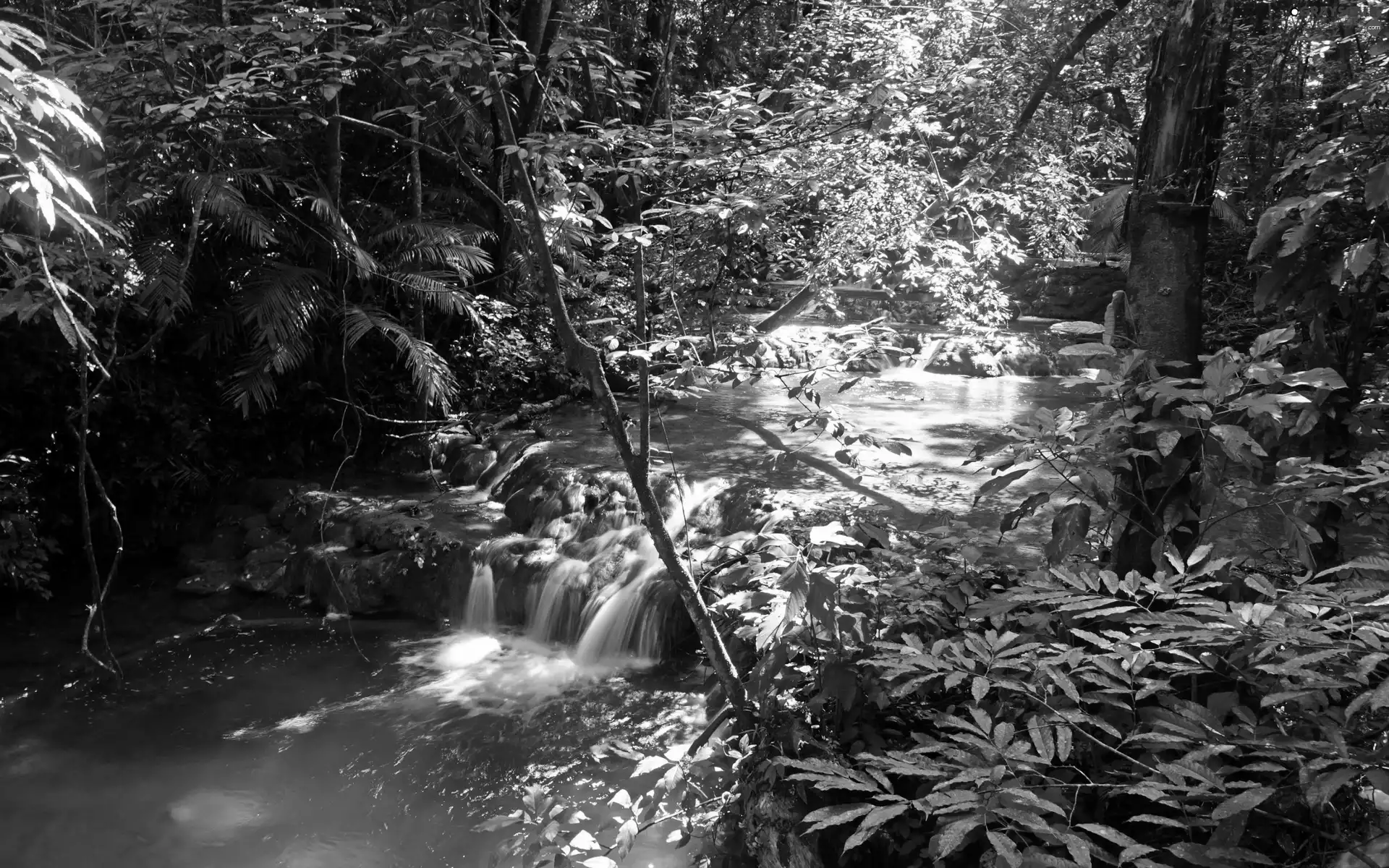 forest, waterfall, Palms, Bush, flash, luminosity, ligh, sun, Przebijające