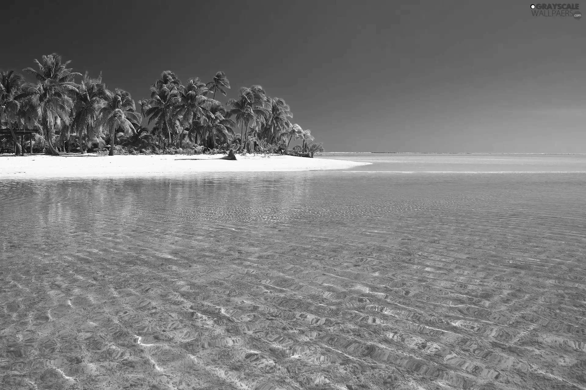 Ocean, Palms