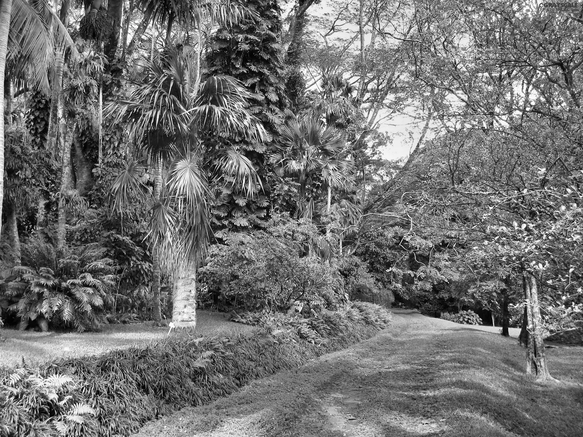 Palms, Park, Path