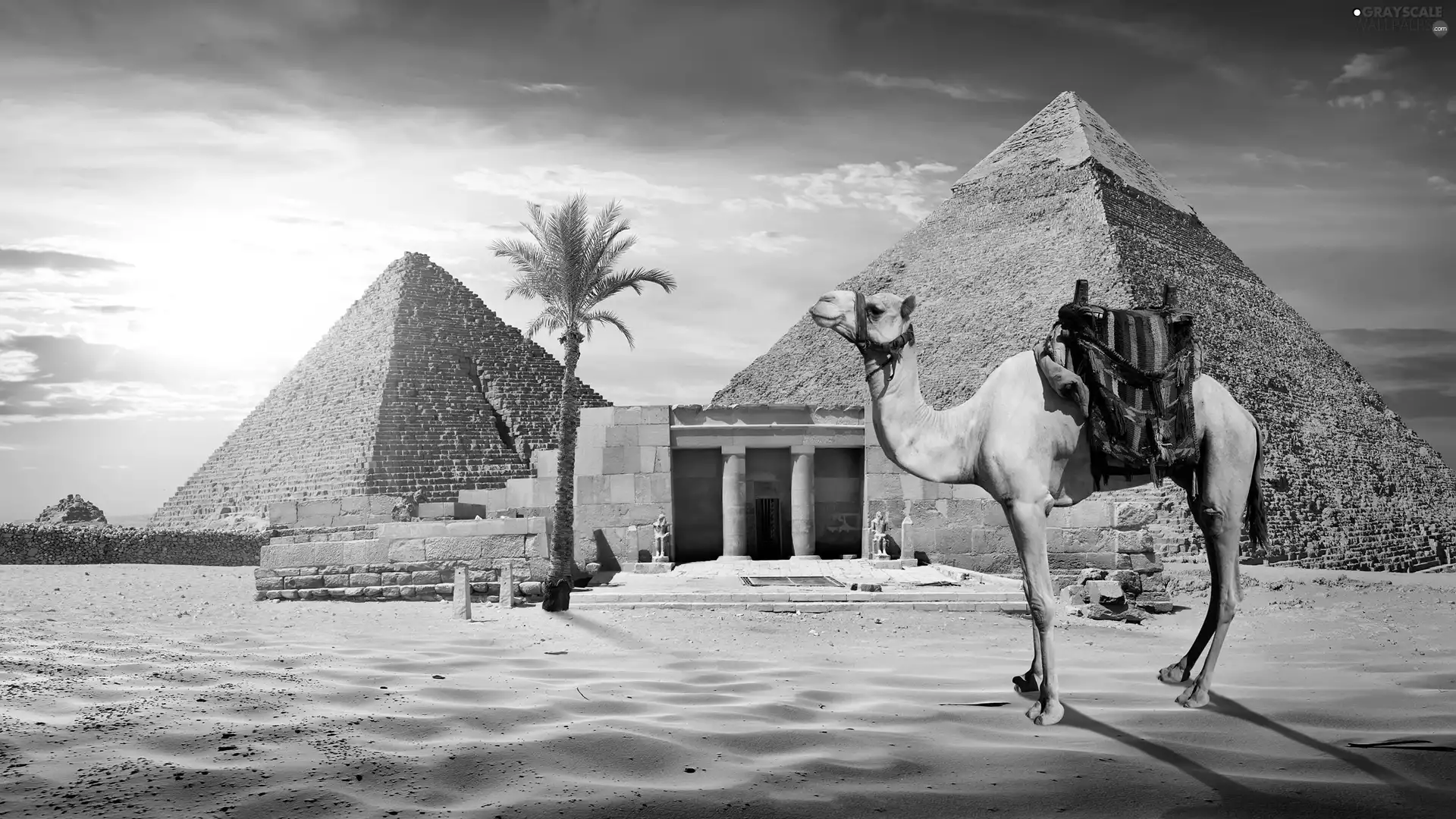 Pyramids, Camel, 2D, Palms