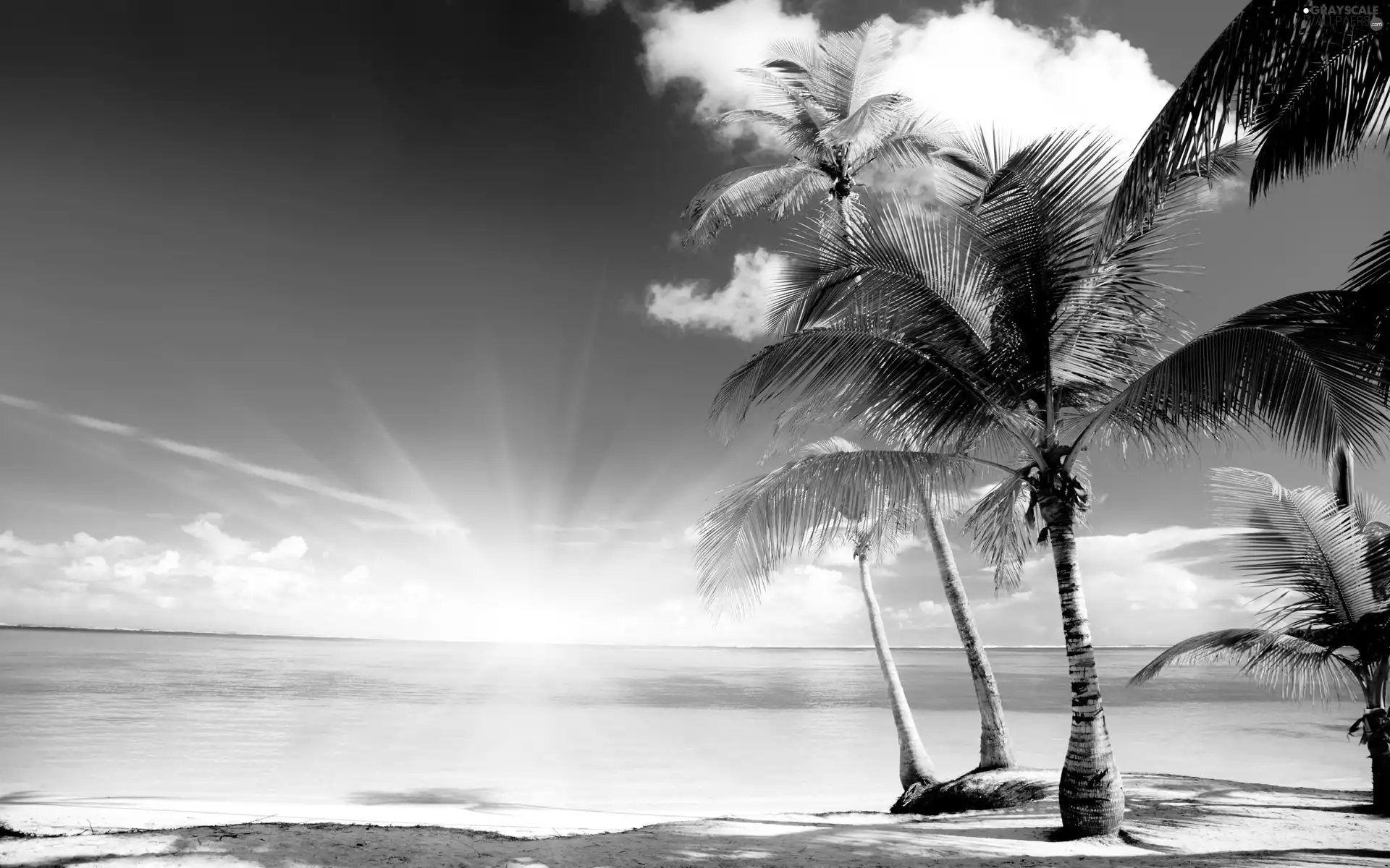 rays, sea, Palms, sun