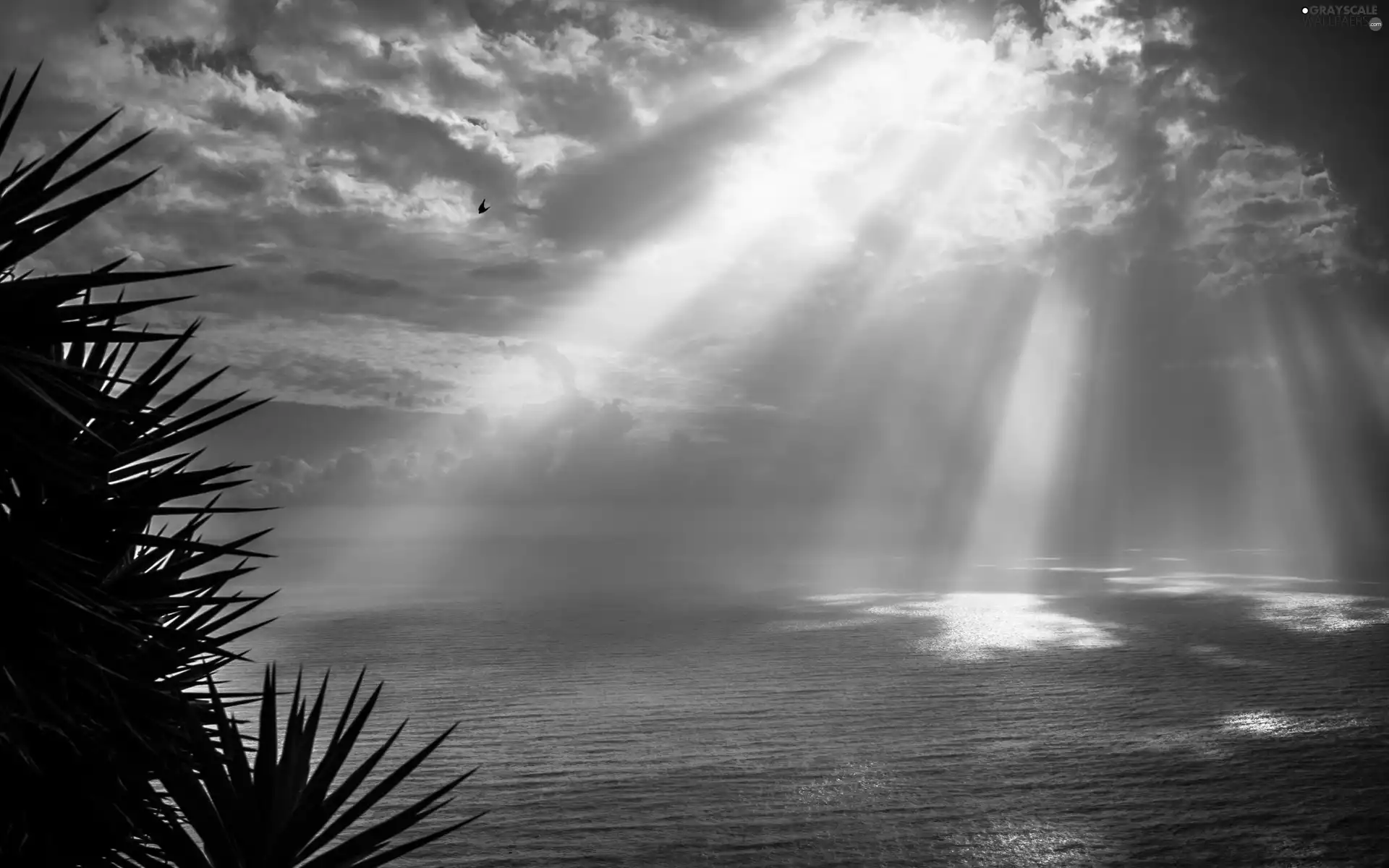 rays, sea, Palms, sun