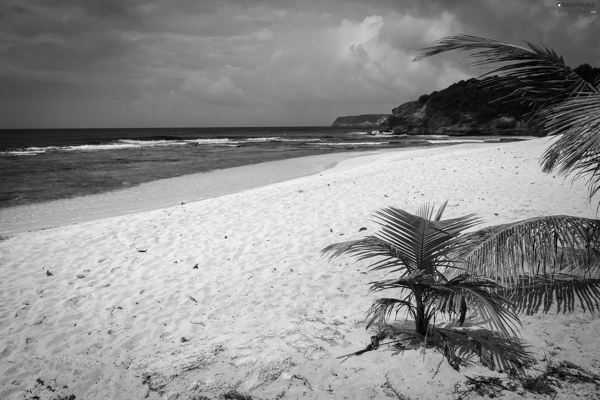 Palms, Beaches, sea