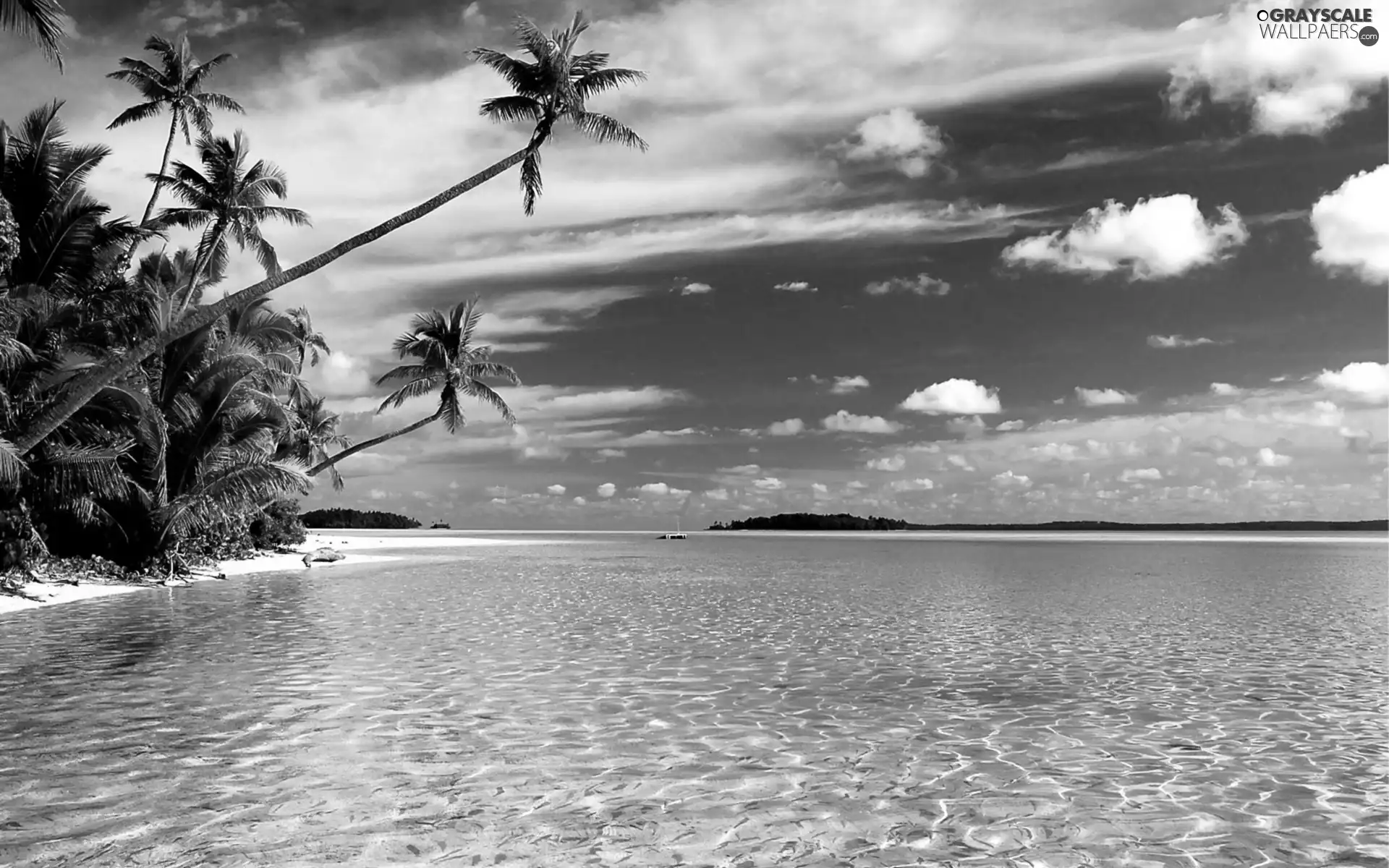 sea, Palms, Cook Islands, Beaches, New Zeland