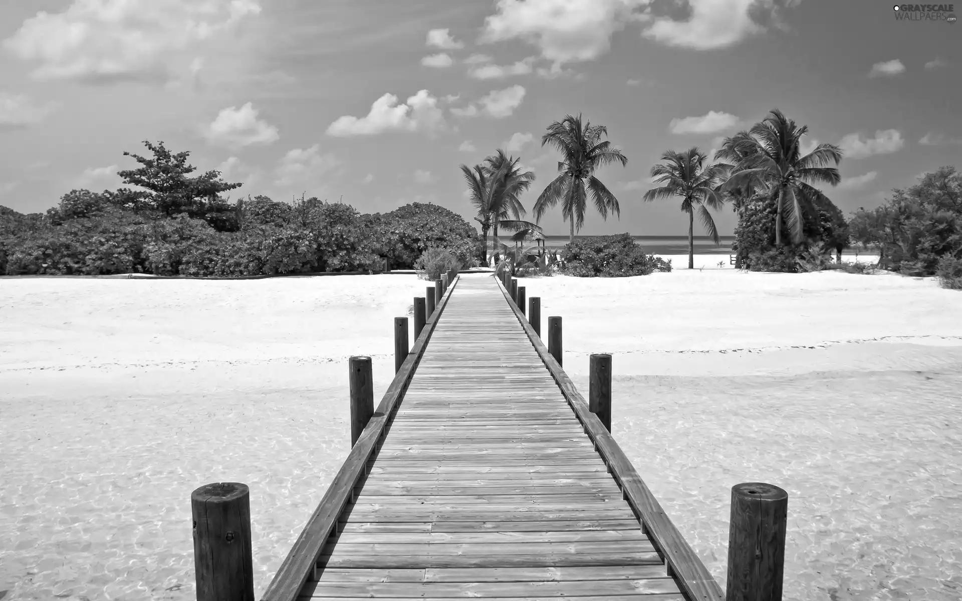 sea, Beaches, Palms, pier