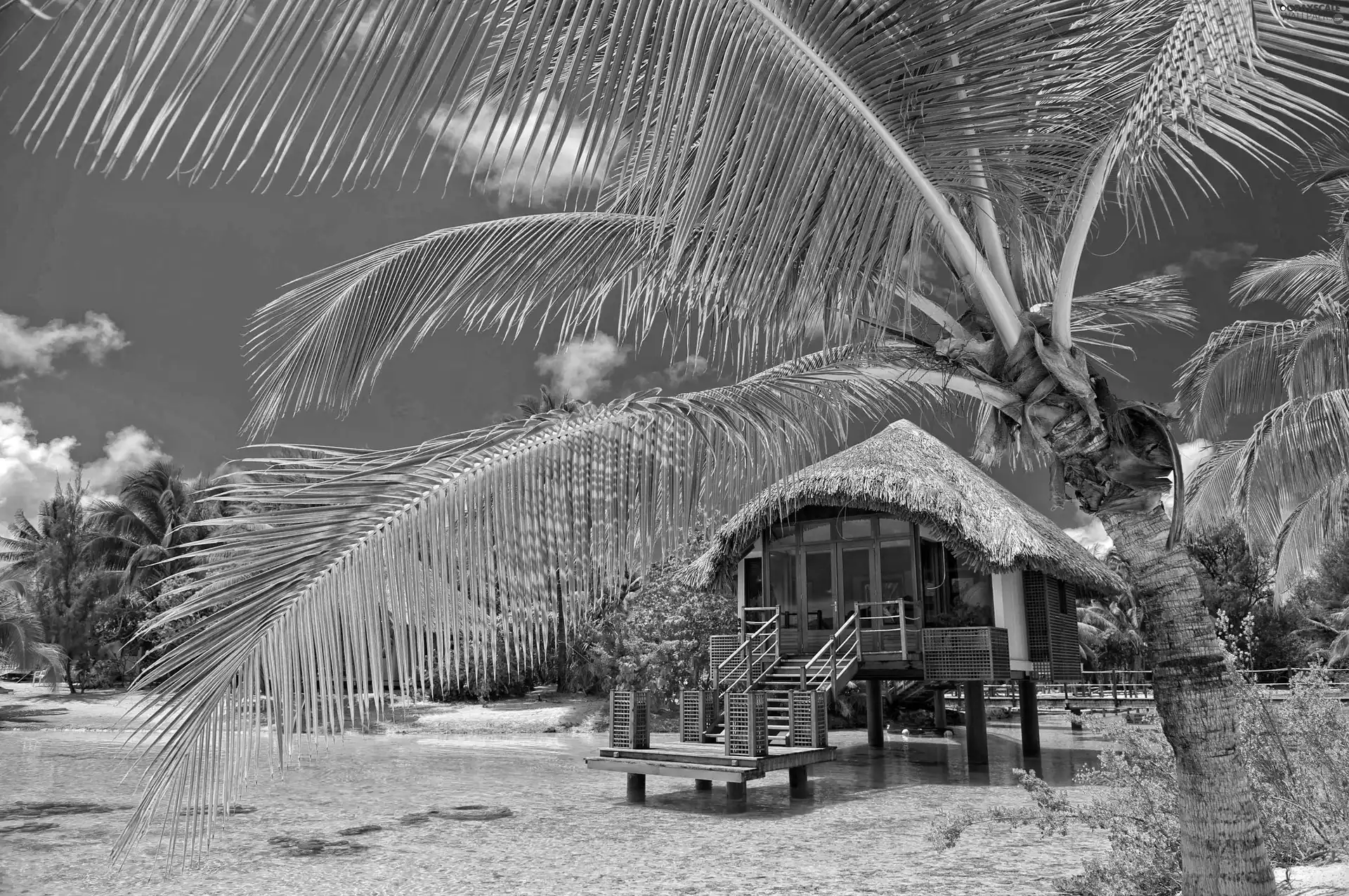 Palms, Home, sea