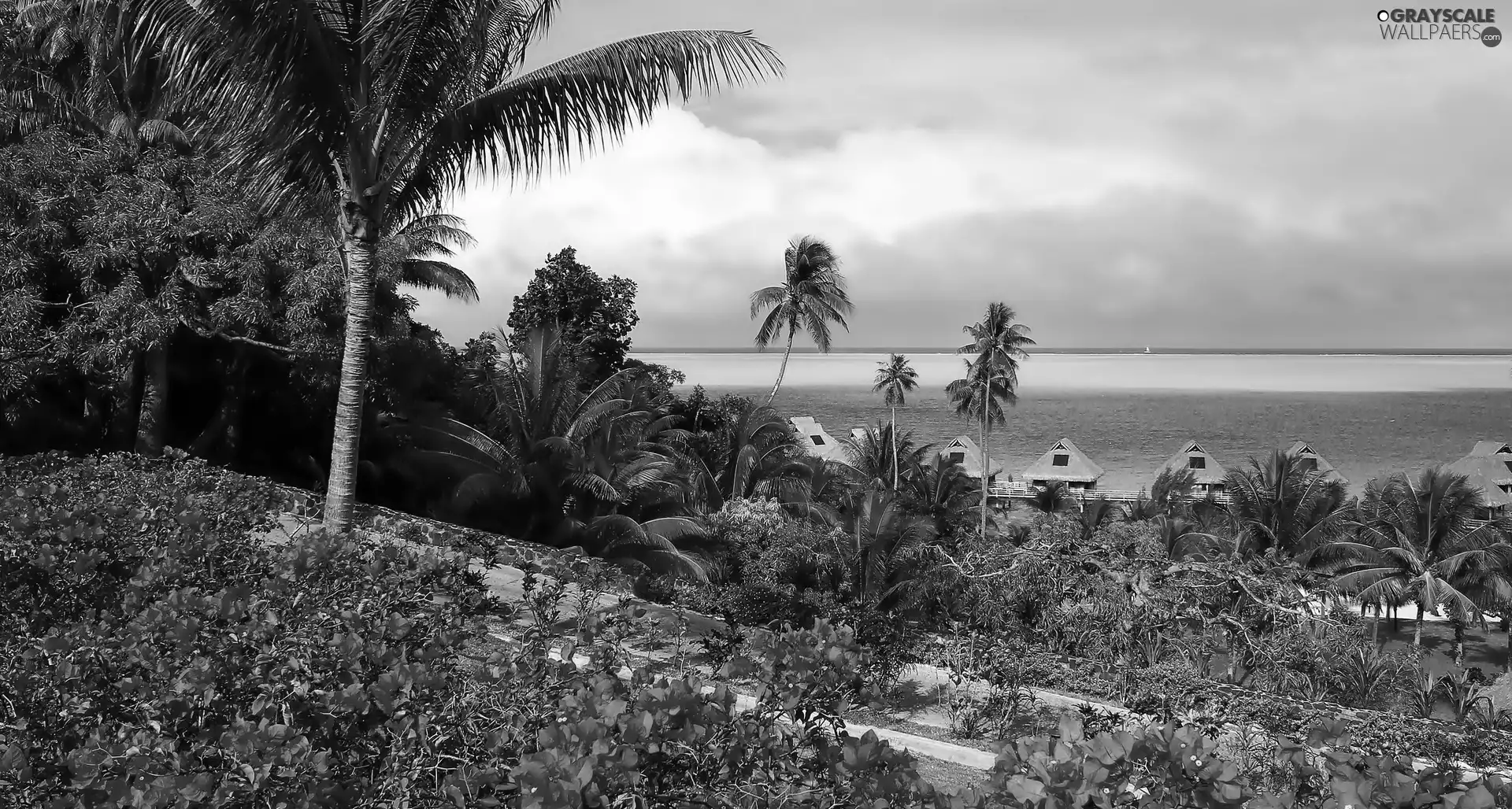 Palms, Houses, sea