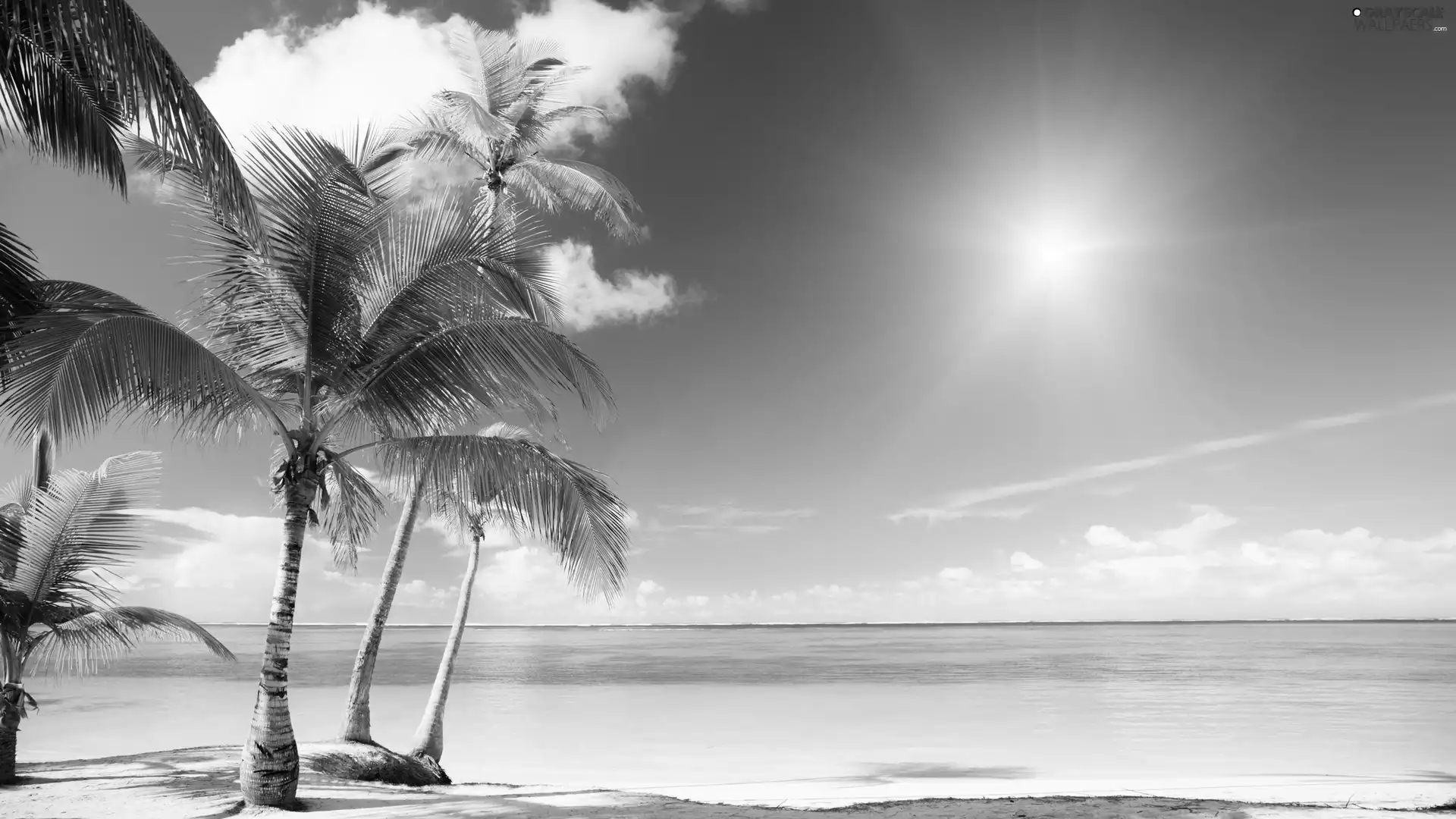 Sky, azure, Palms, sea