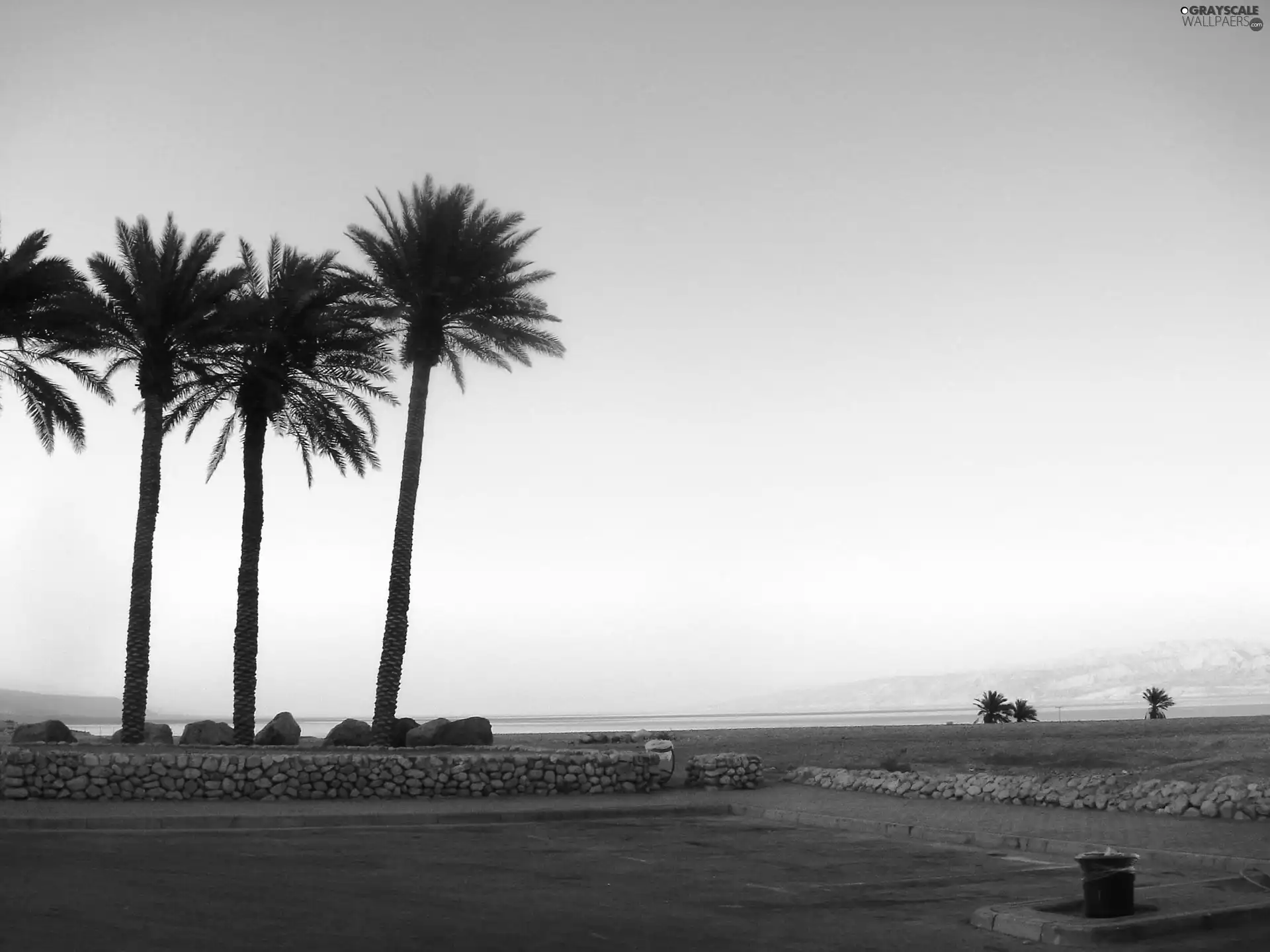 summer, Coast, Palms, sea