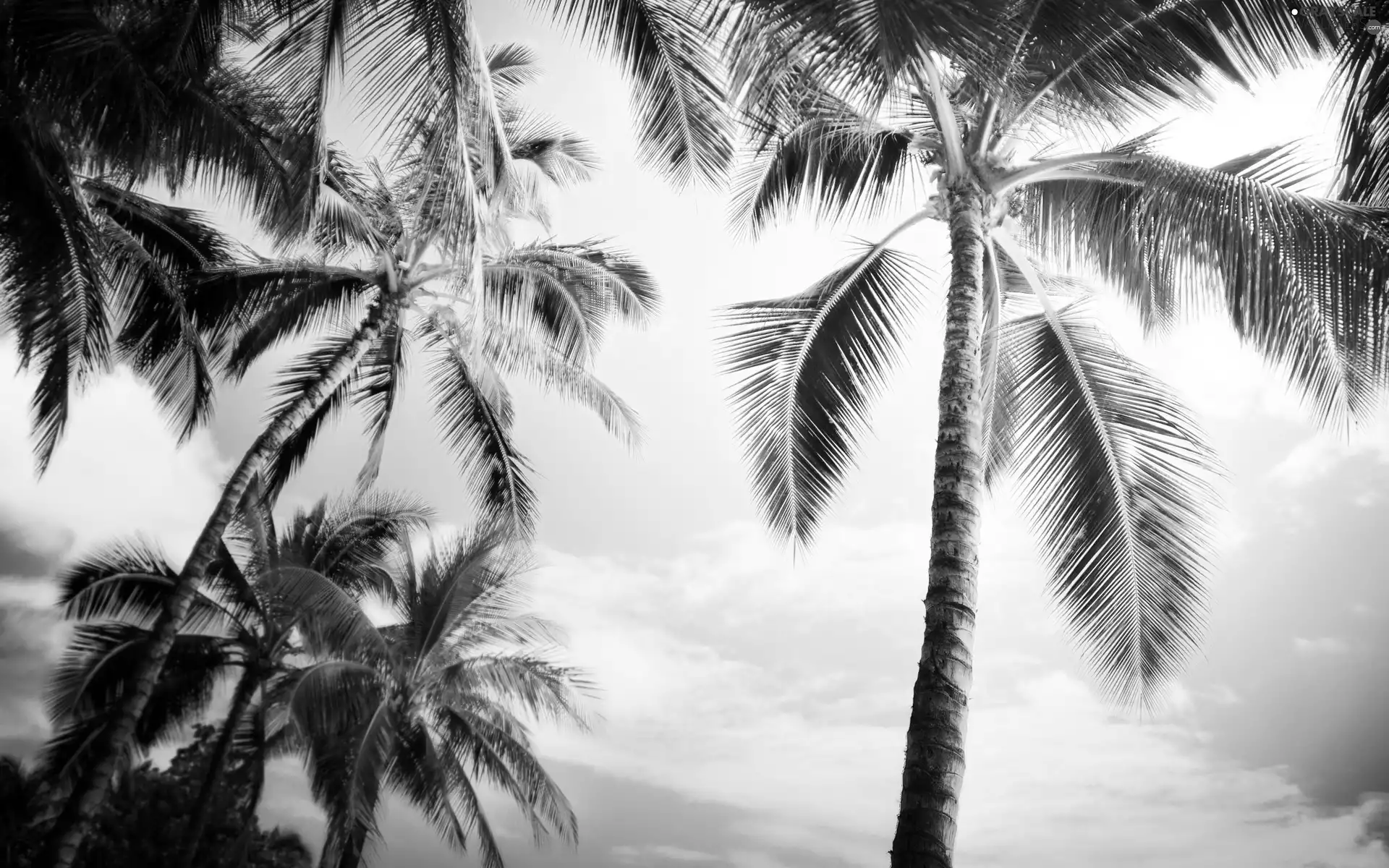 Palms, west, sun