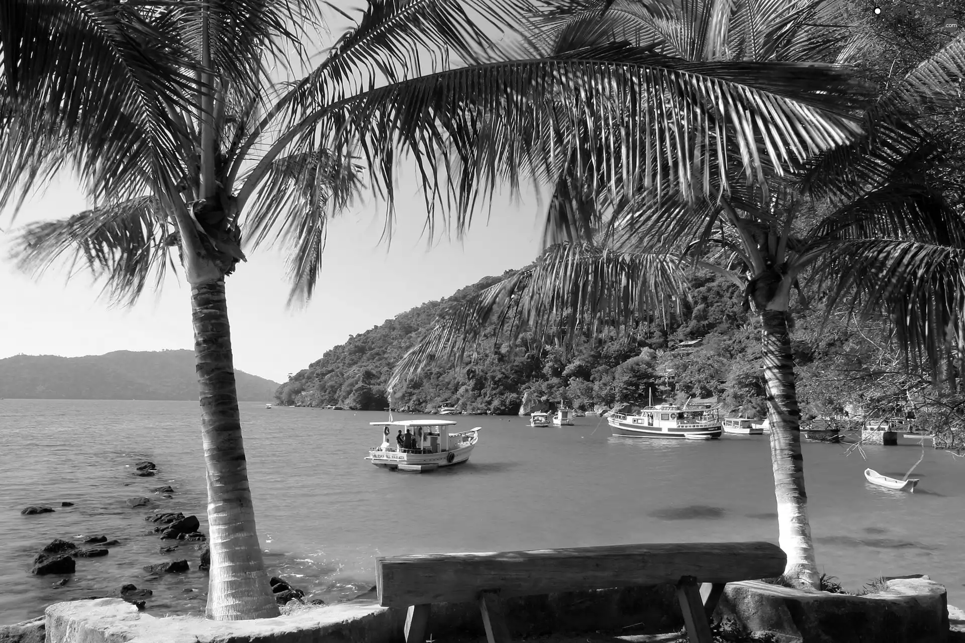 Palms, tropic, bay, Mountains, Ocean