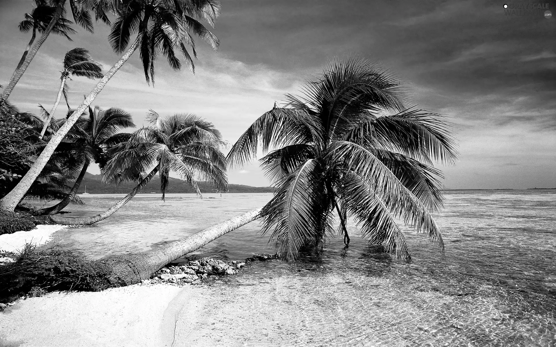 Tropical, Beaches, Palms, sea