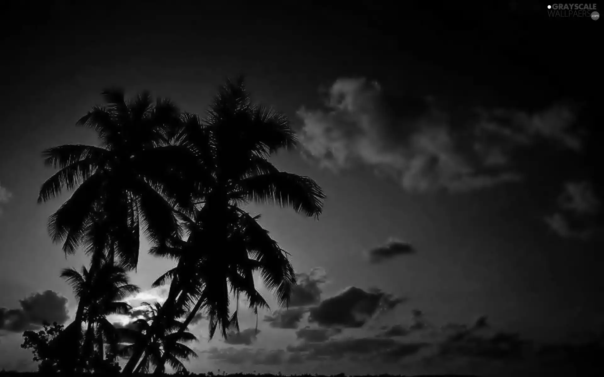 west, clouds, Palms, sun