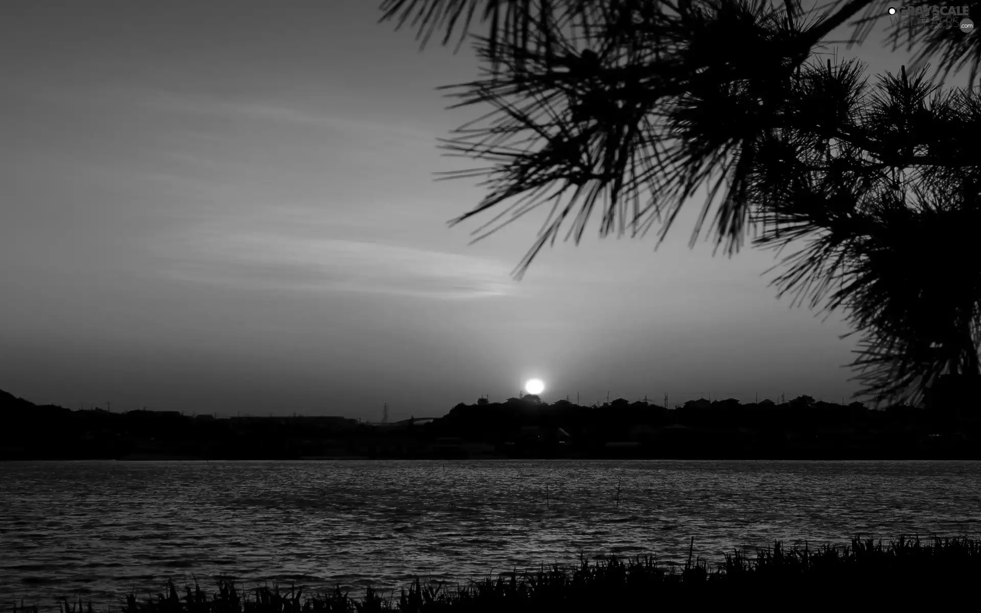 west, River, Palms, sun