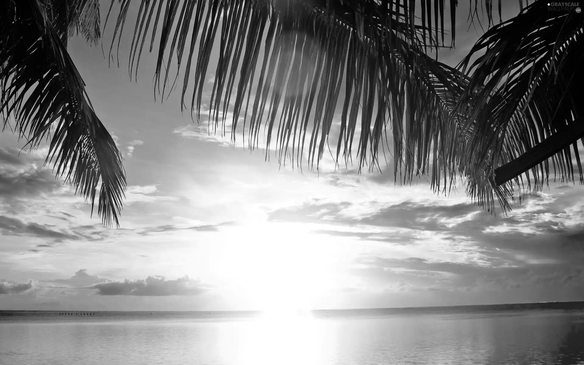 west, sea, Palms, sun