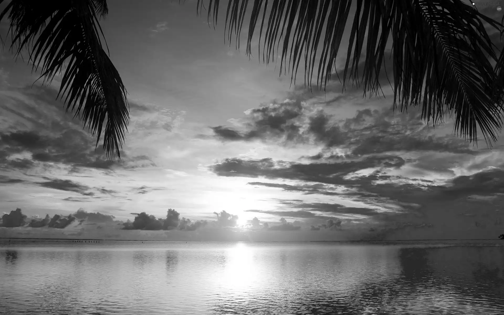 west, sea, Palms, sun