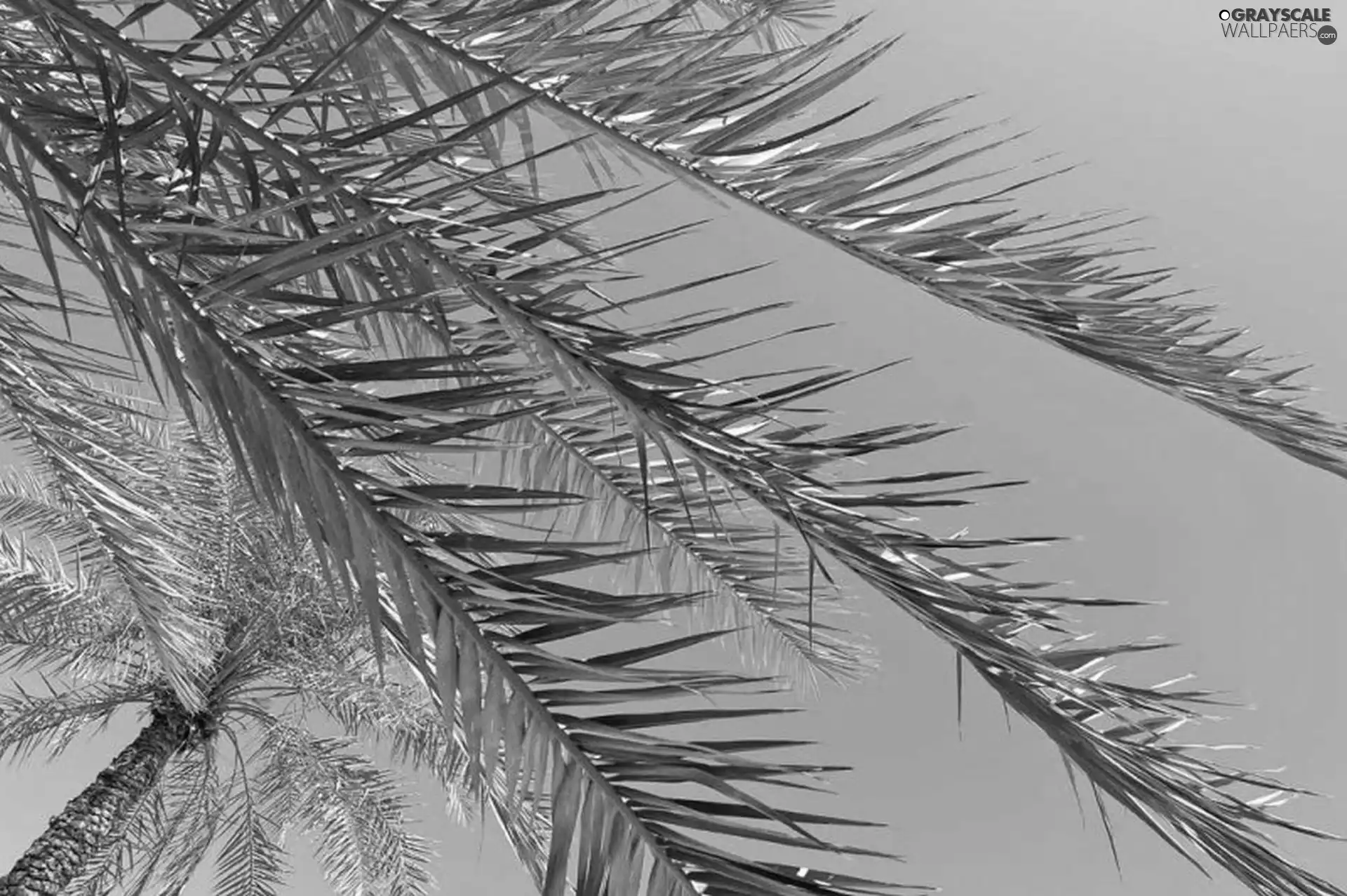 Palms