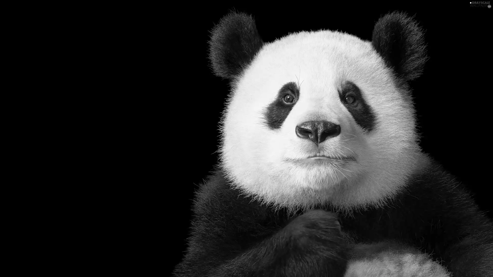Panda, rapprochement