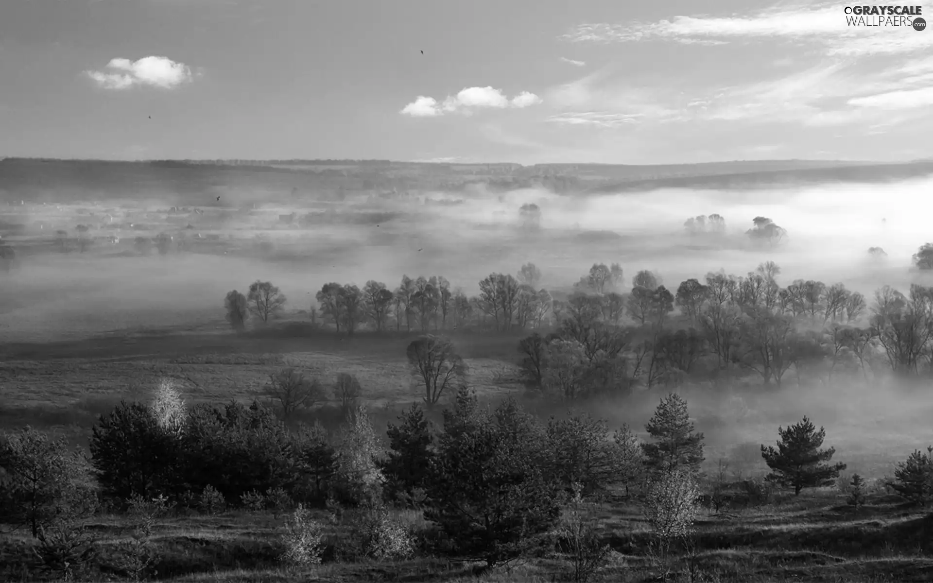 viewes, field, panorama, autumn, Fog, trees