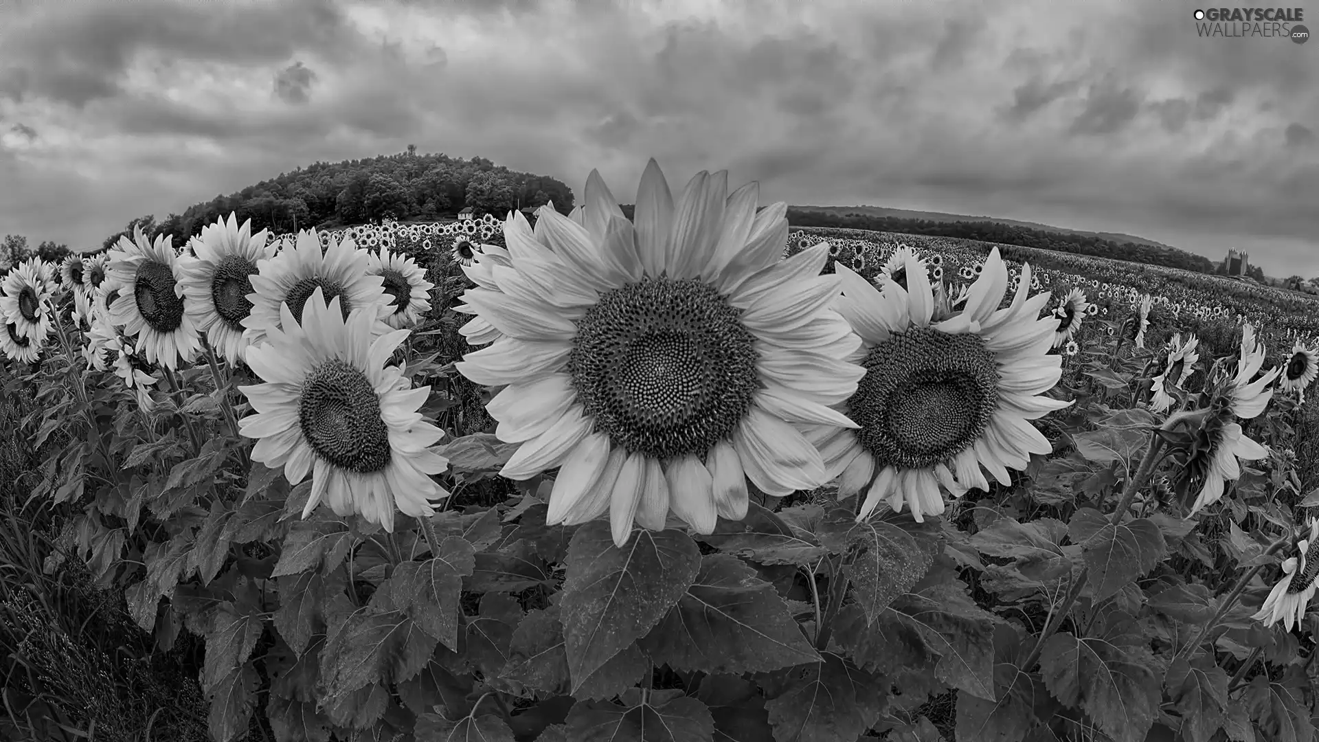 Field, clouds, panorama, sunflowers