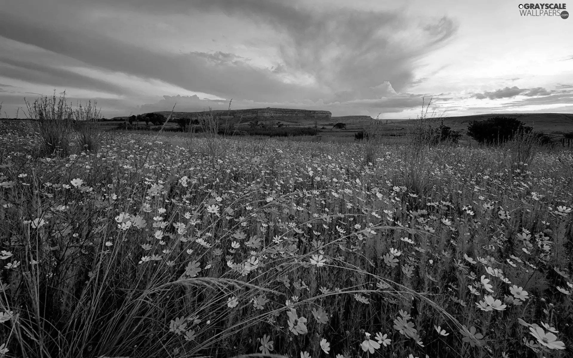 Meadow, Mountains, panorama, Flowers