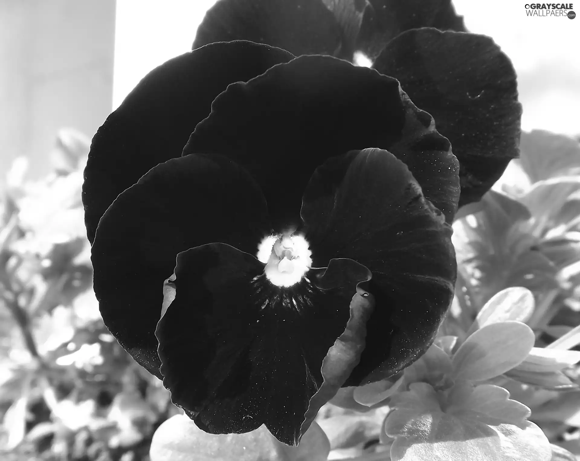 pansies
