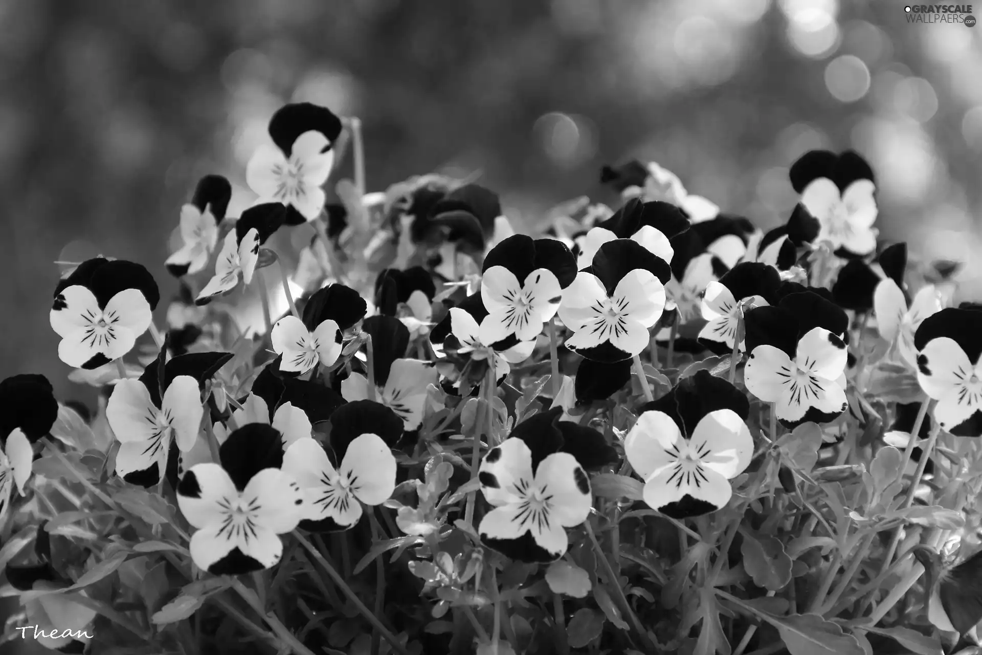 pansies, Yellow, claret