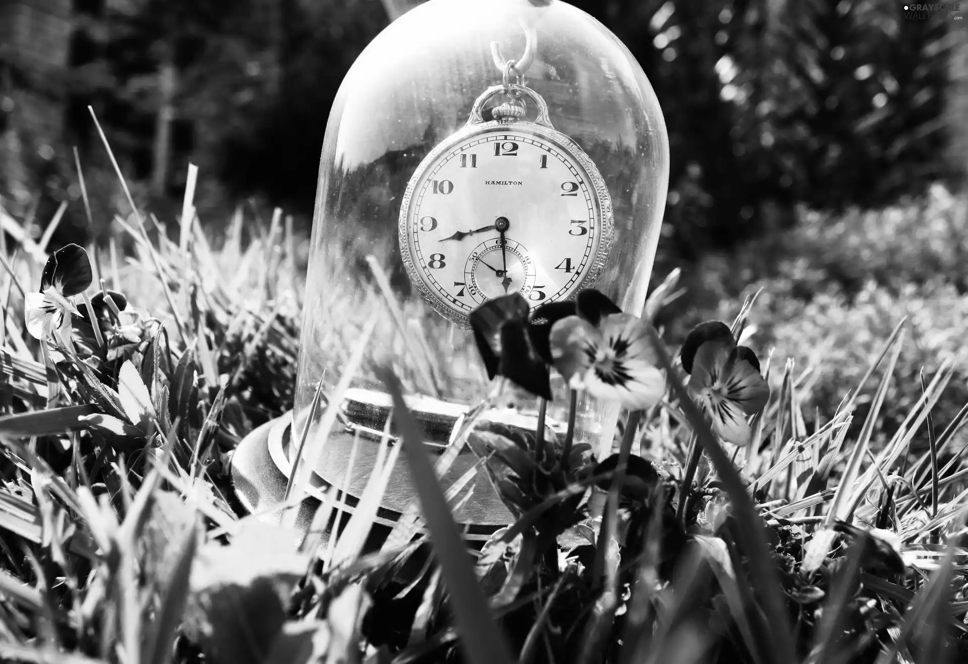 pansies, Garden, Clock