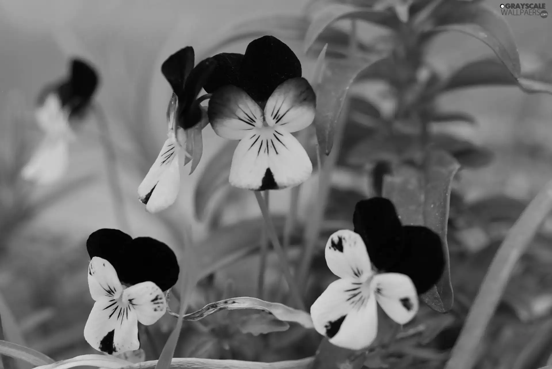 color, pansies