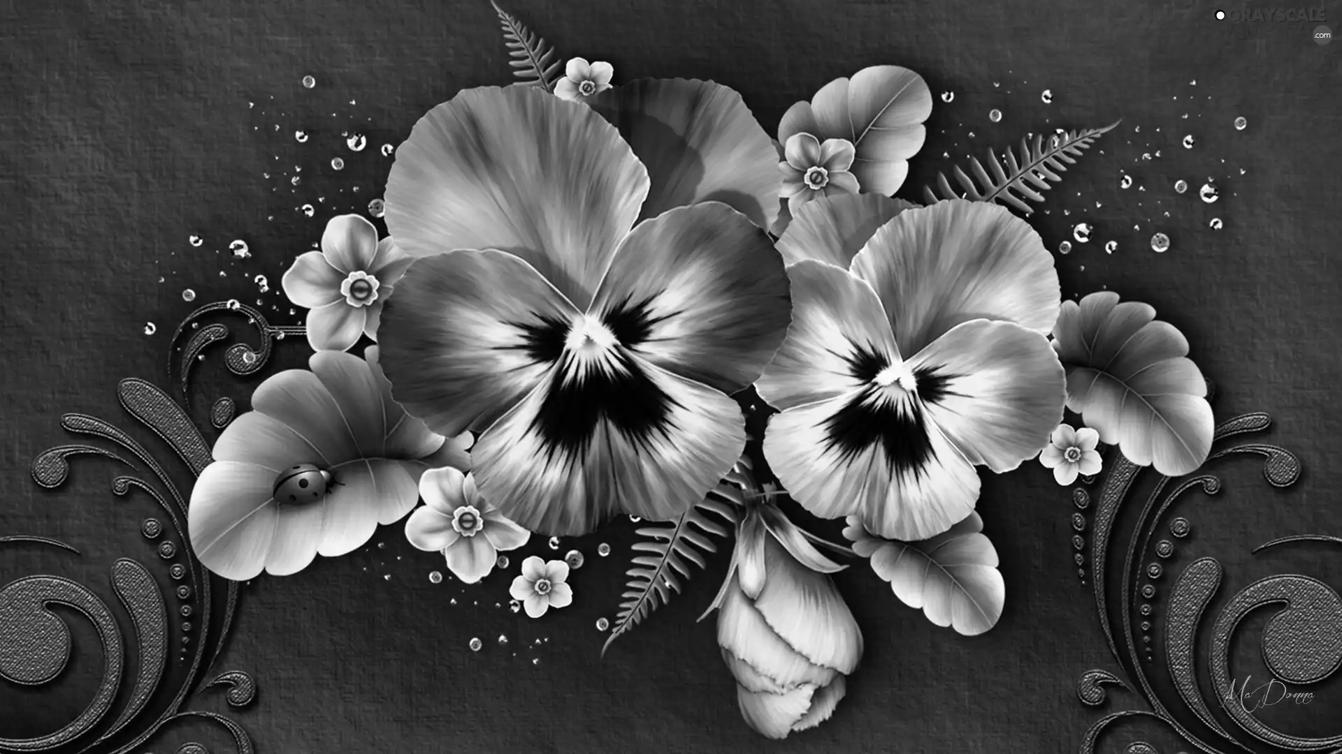 graphics, pansies