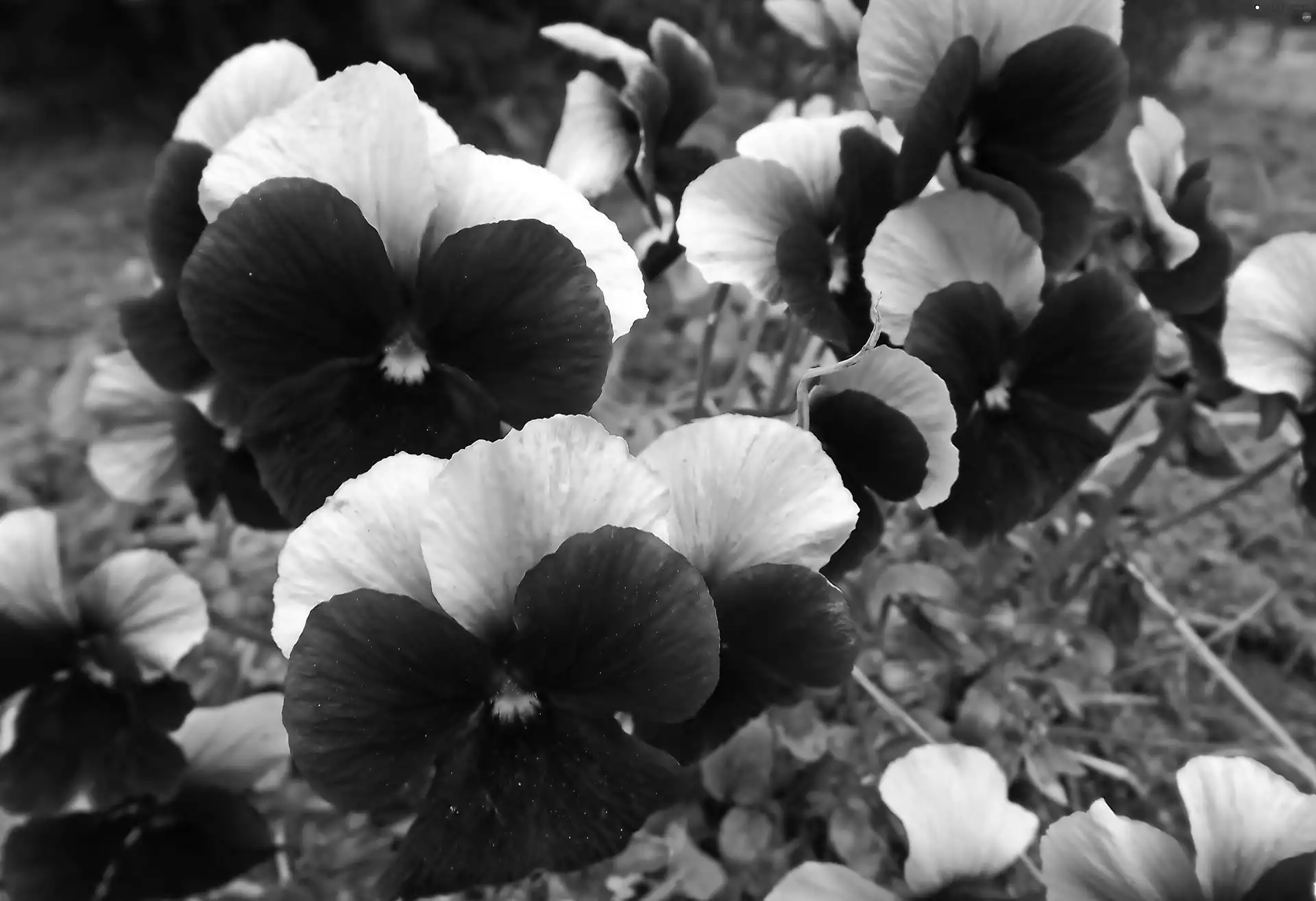 pansies, white, Modrakowe