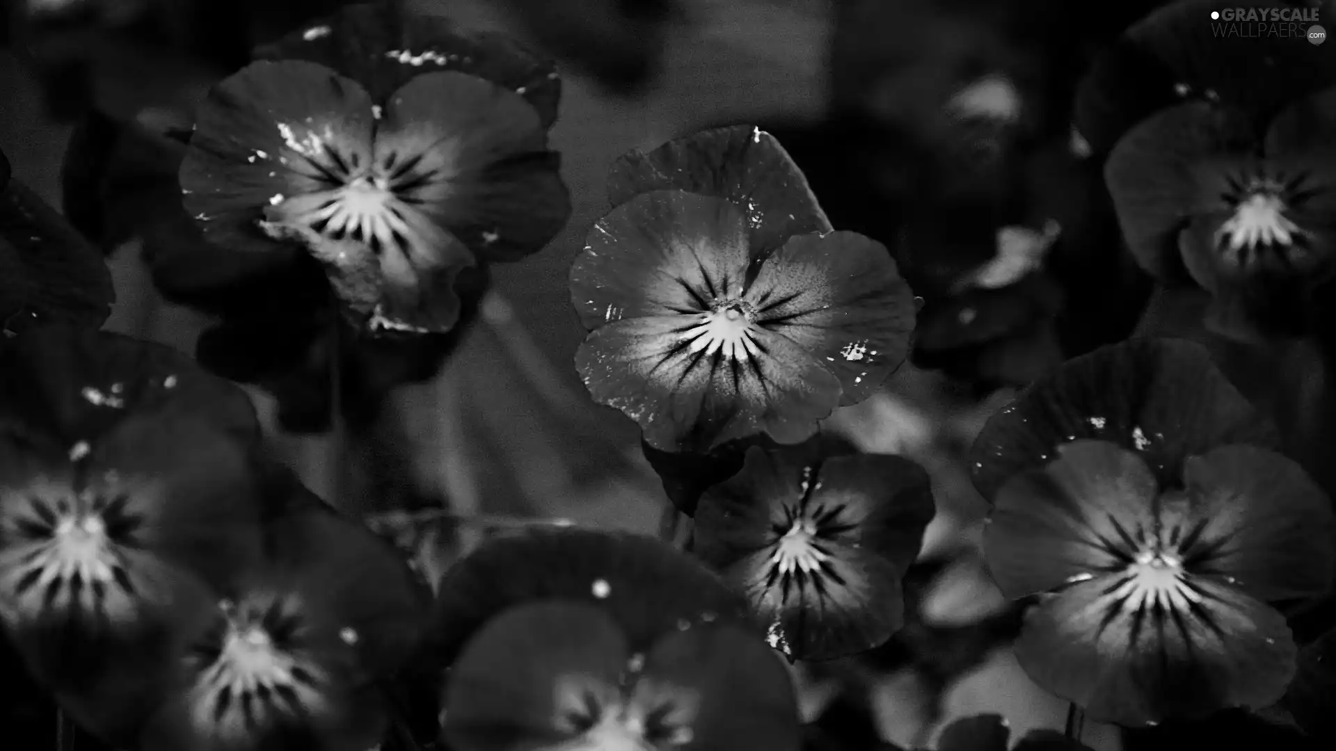 purple, pansies