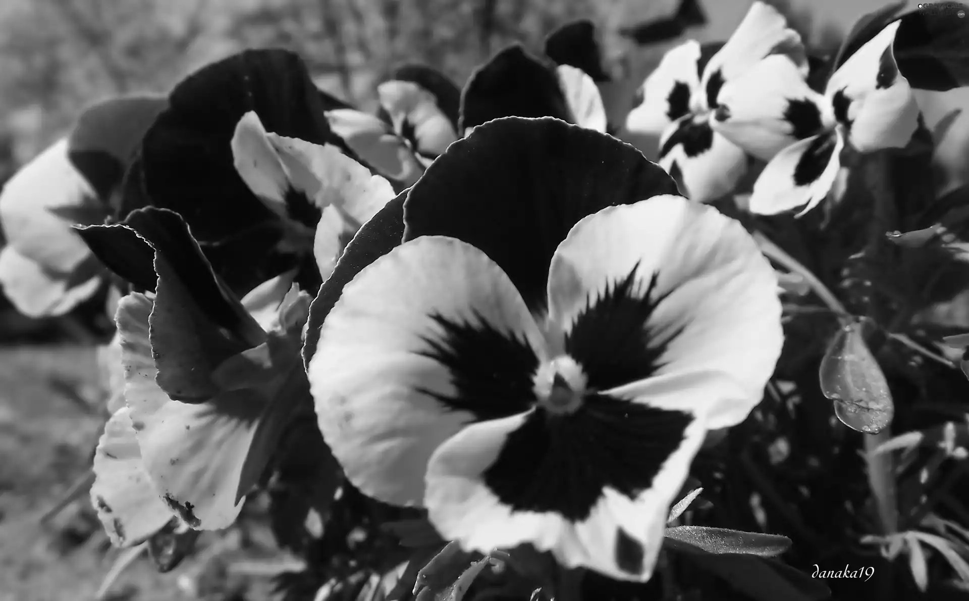 pansies, maroon, Yellow