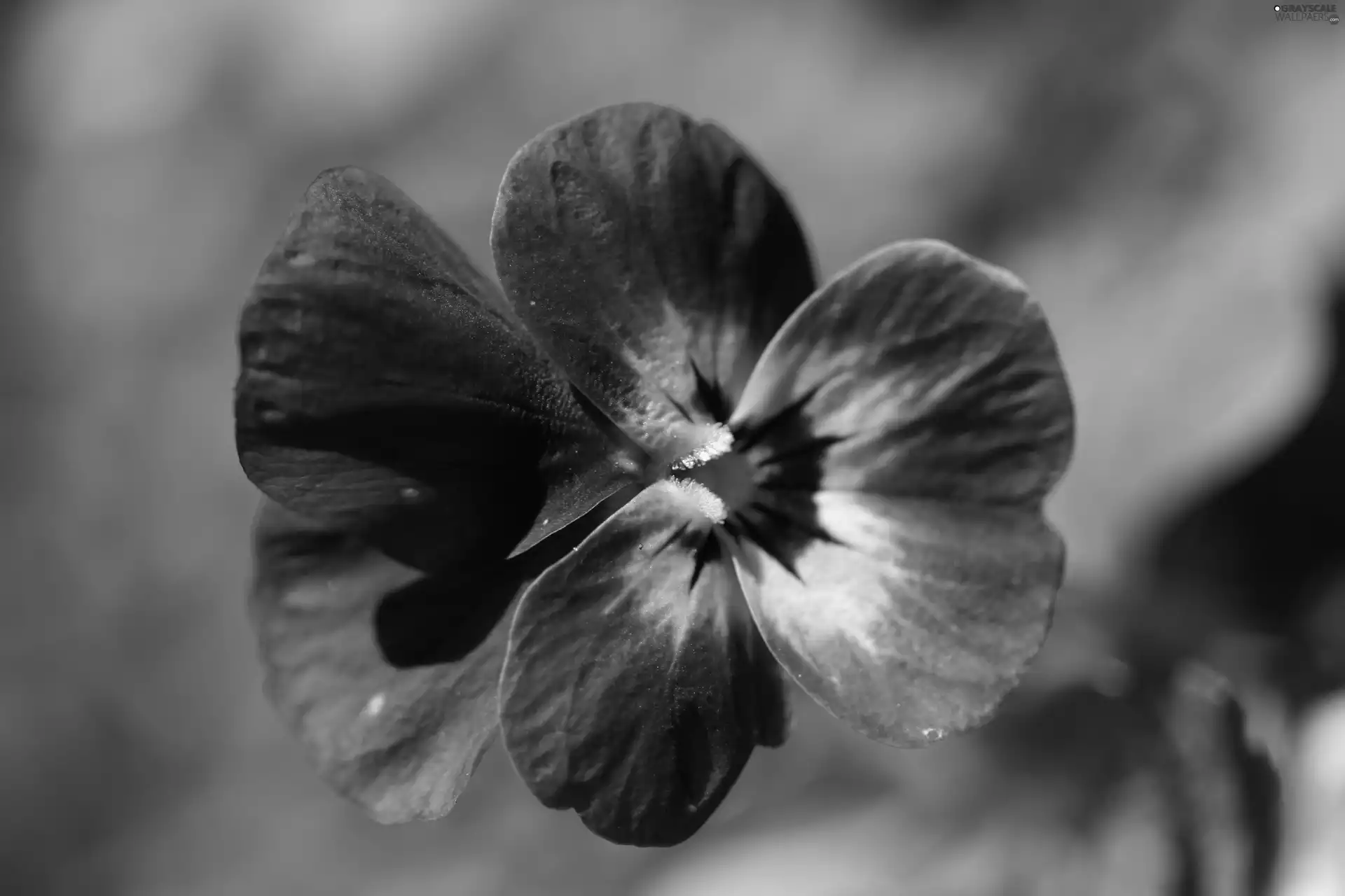 Violet, pansy