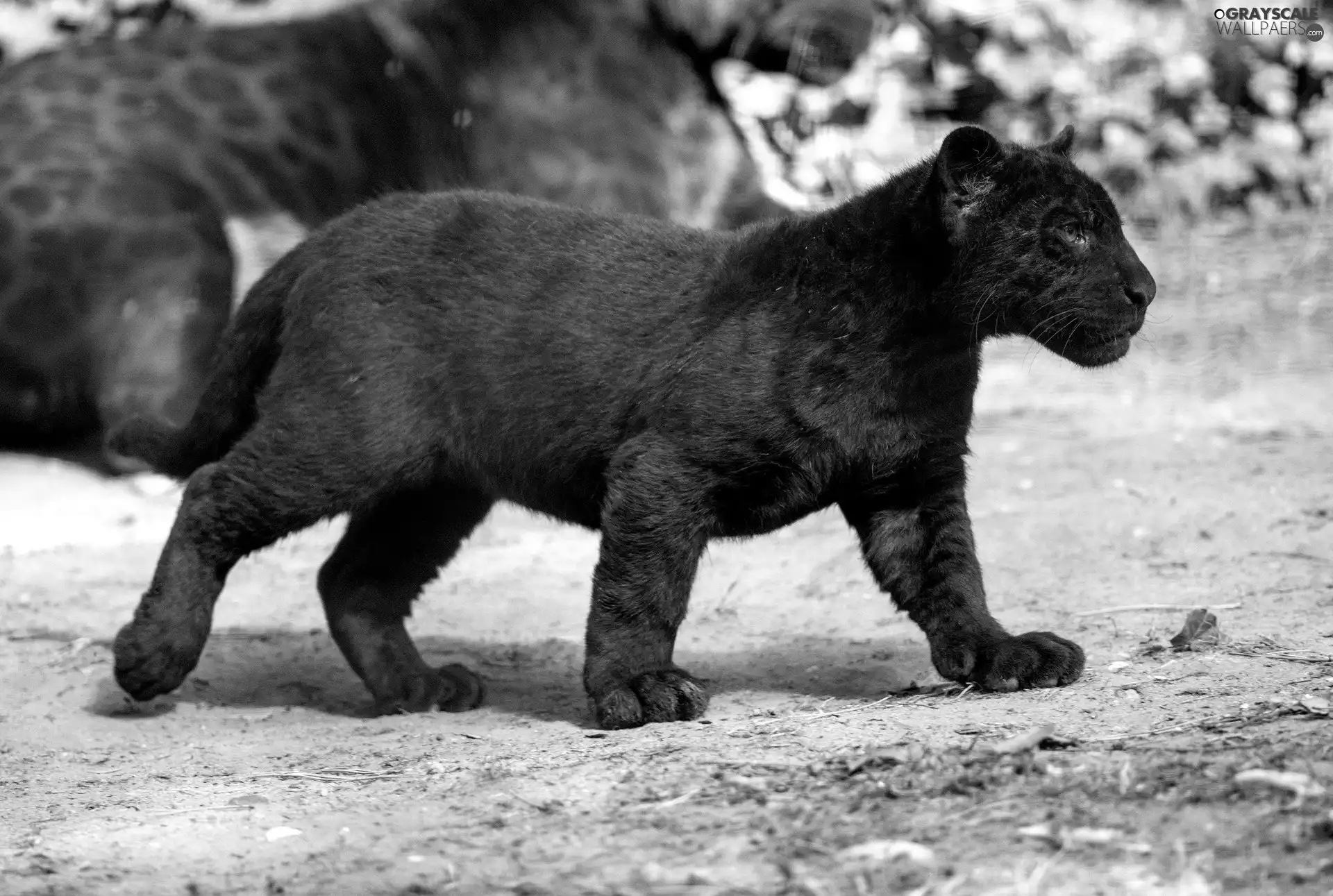 Panther, small, black