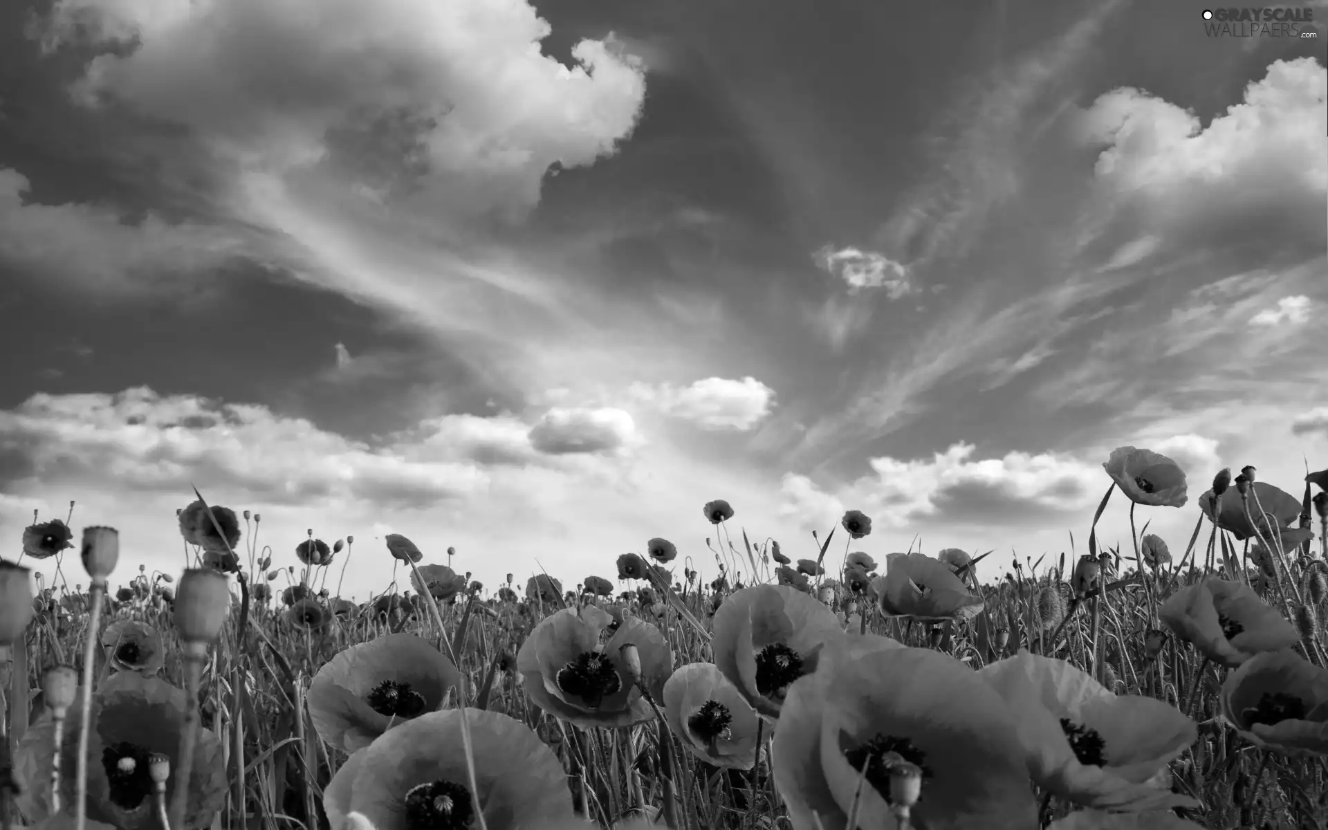 blue, Red, papavers, Sky