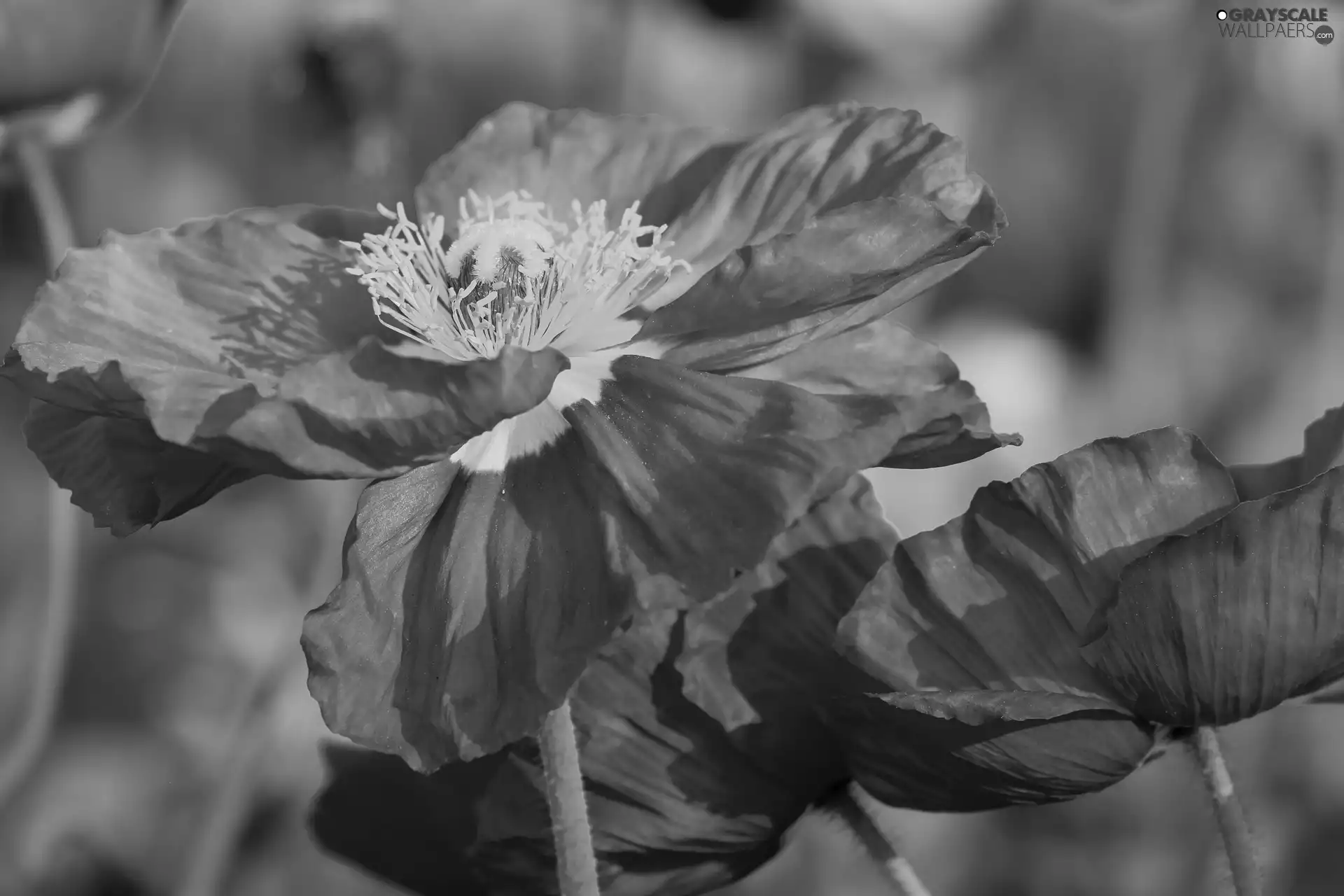 blurry background, Flowers, papavers
