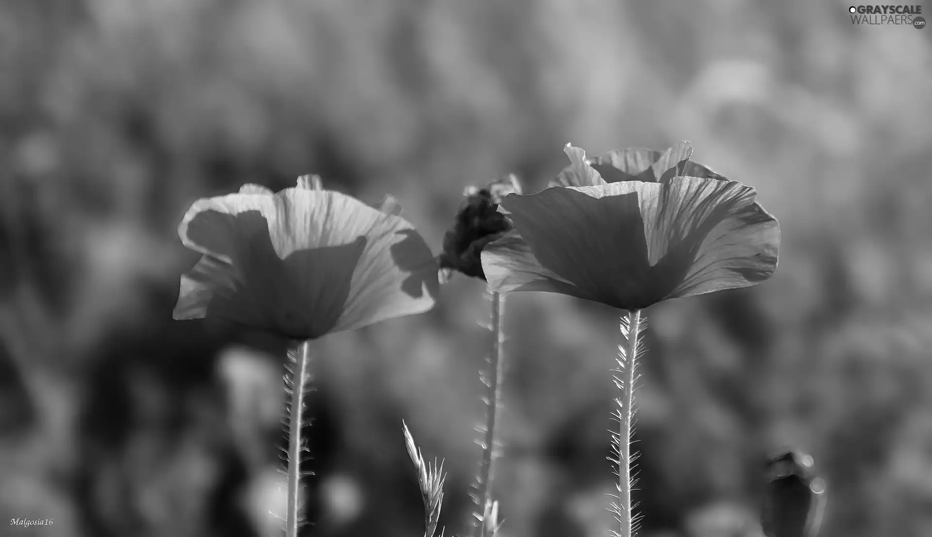 Two cars, Wildflowers, papavers, Red