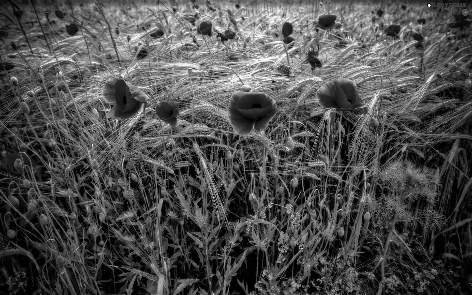 papavers, Ears, cereals