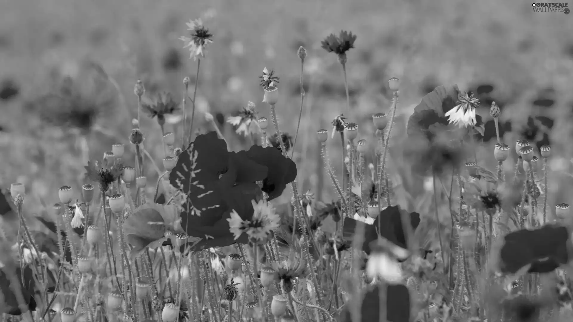 cornflowers, papavers