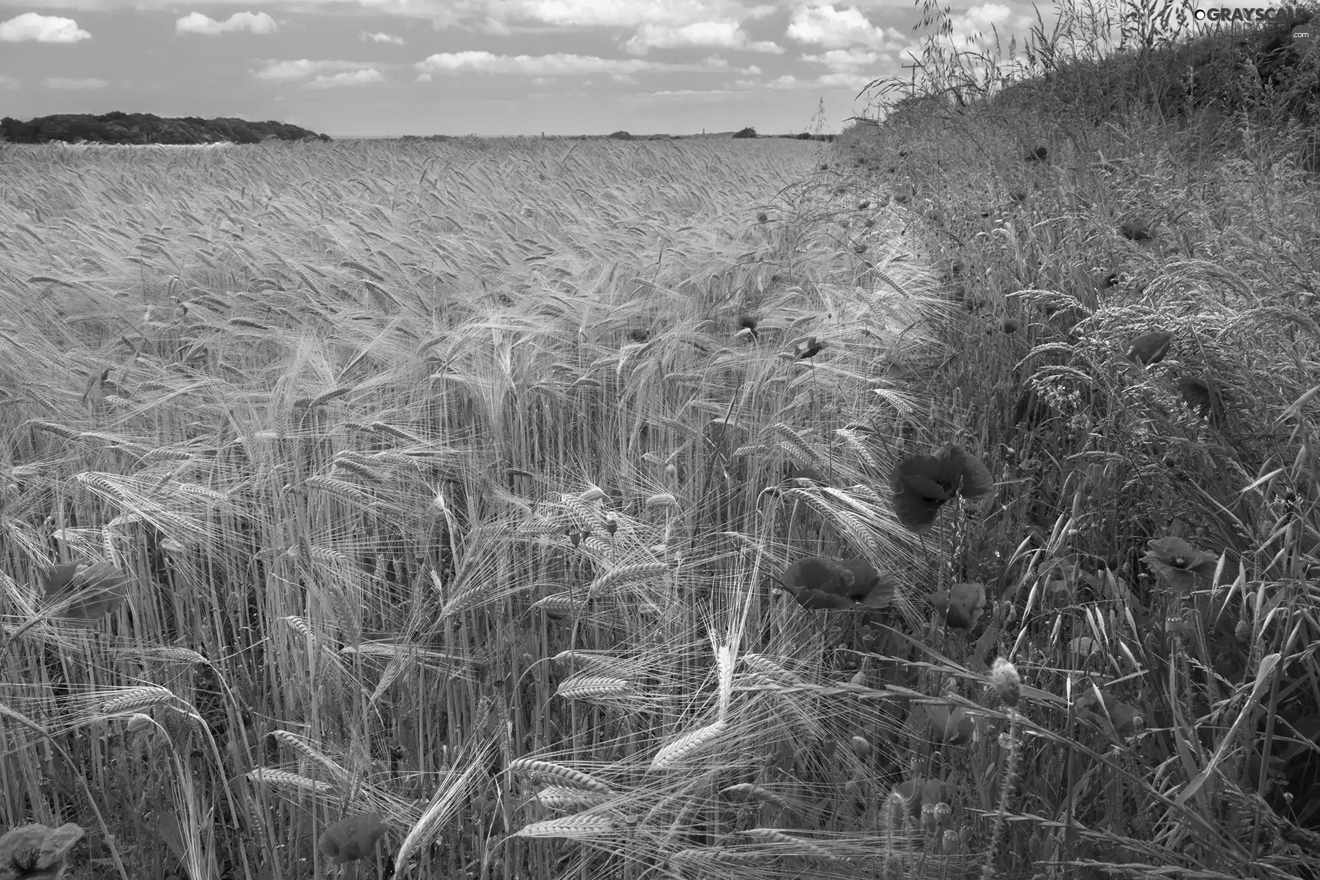 Field, grass, papavers, corn