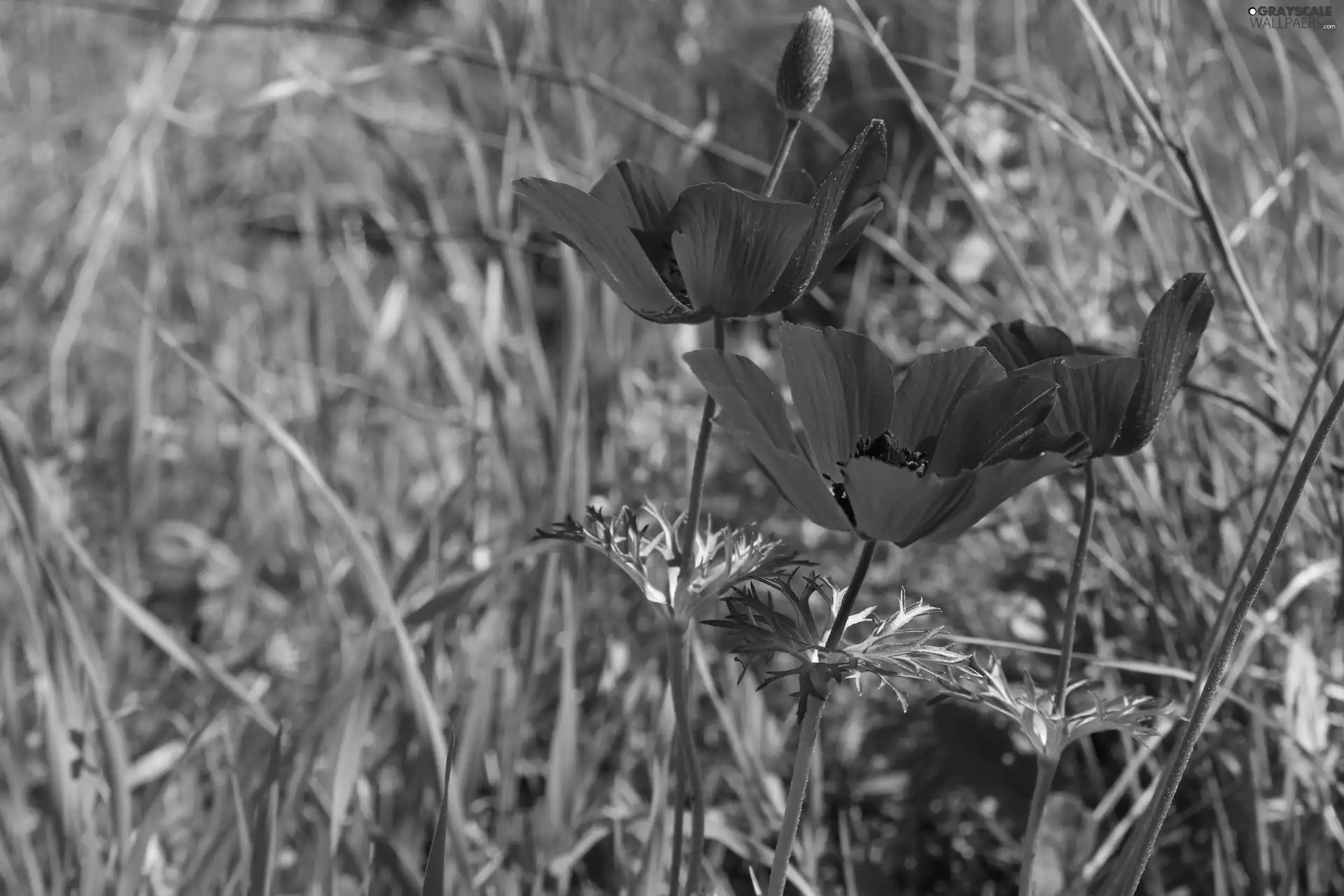 Flowers, bloom, grass, papavers