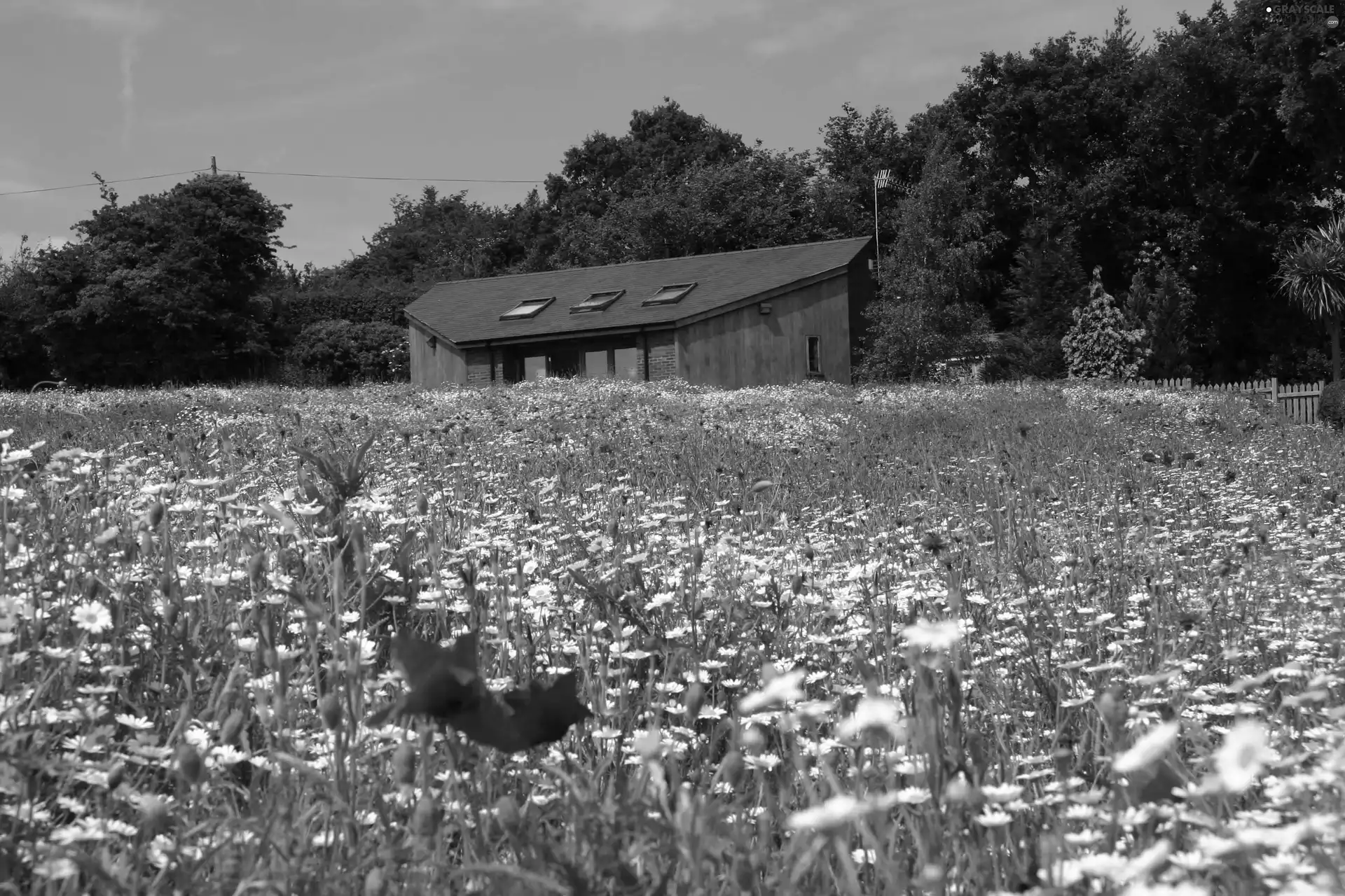 papavers, House, cornflowers, daisy, Meadow