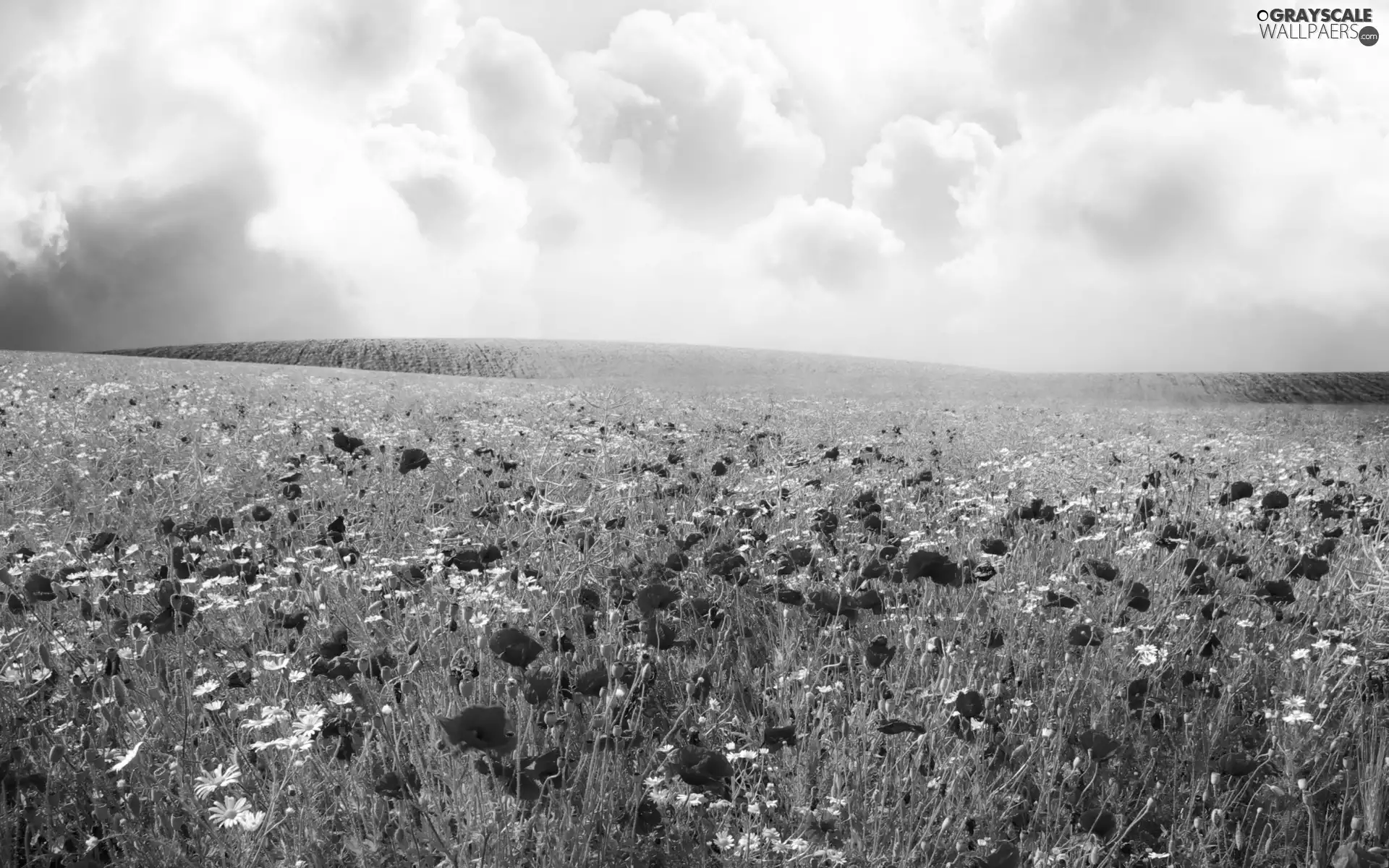 papavers, clouds, Meadow