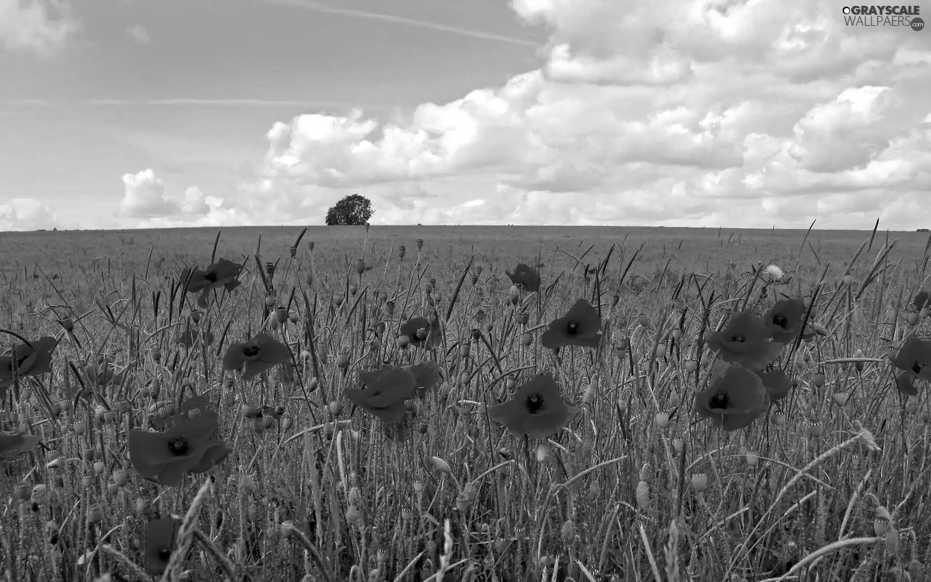 Meadow, papavers