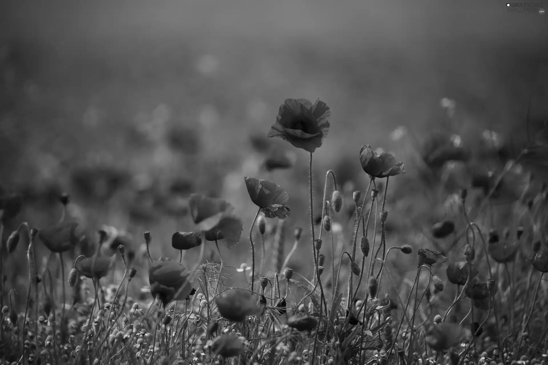 Red, papavers