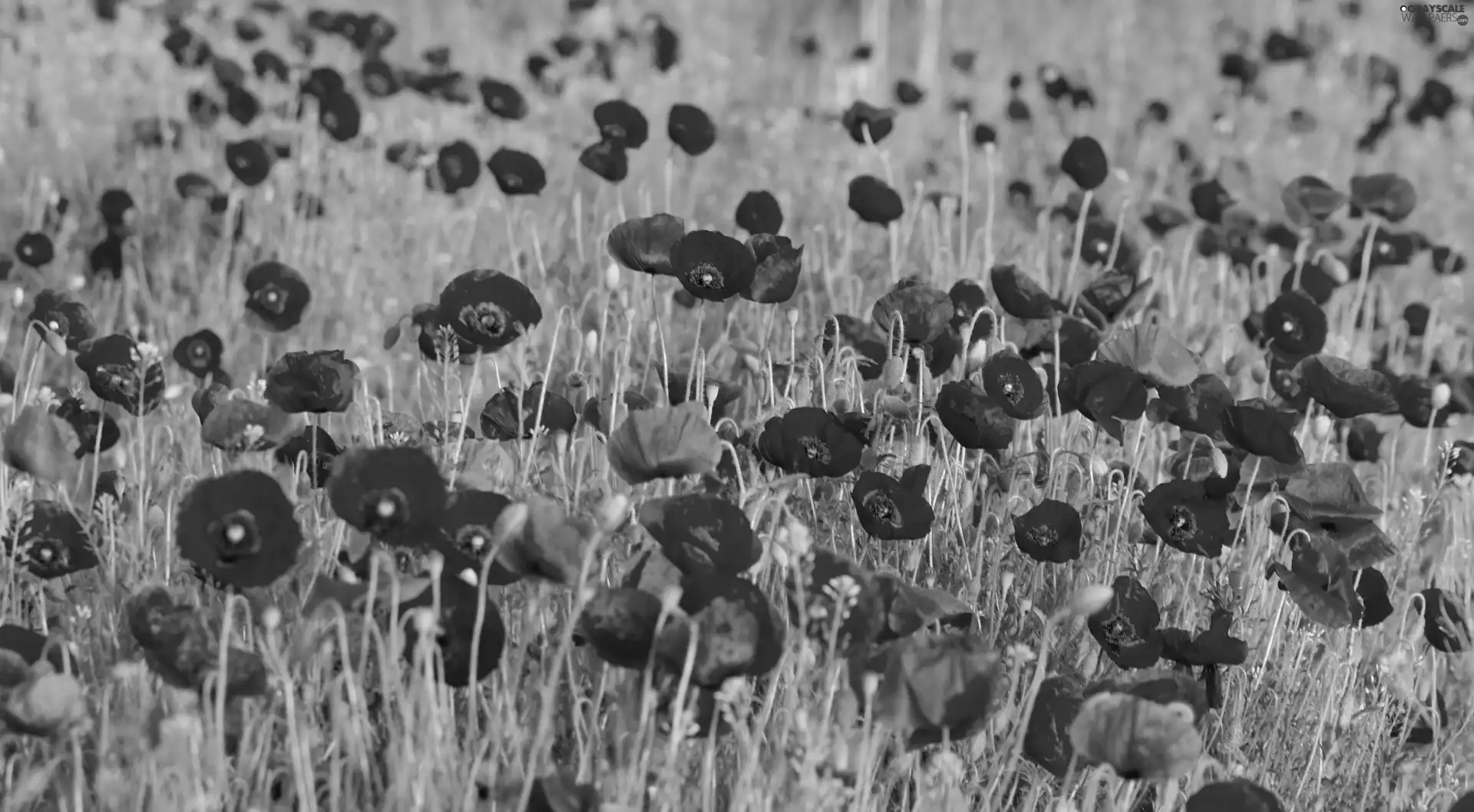 Red, papavers