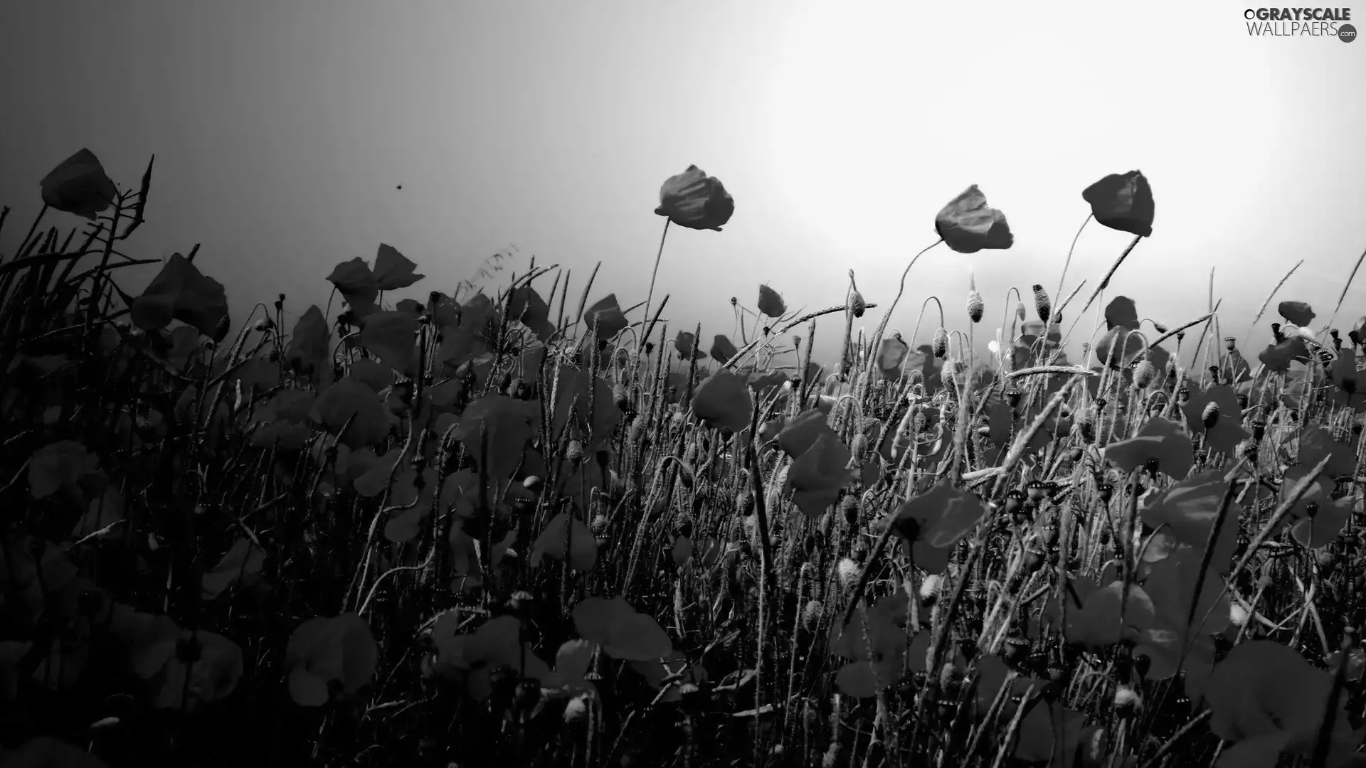 Red, papavers