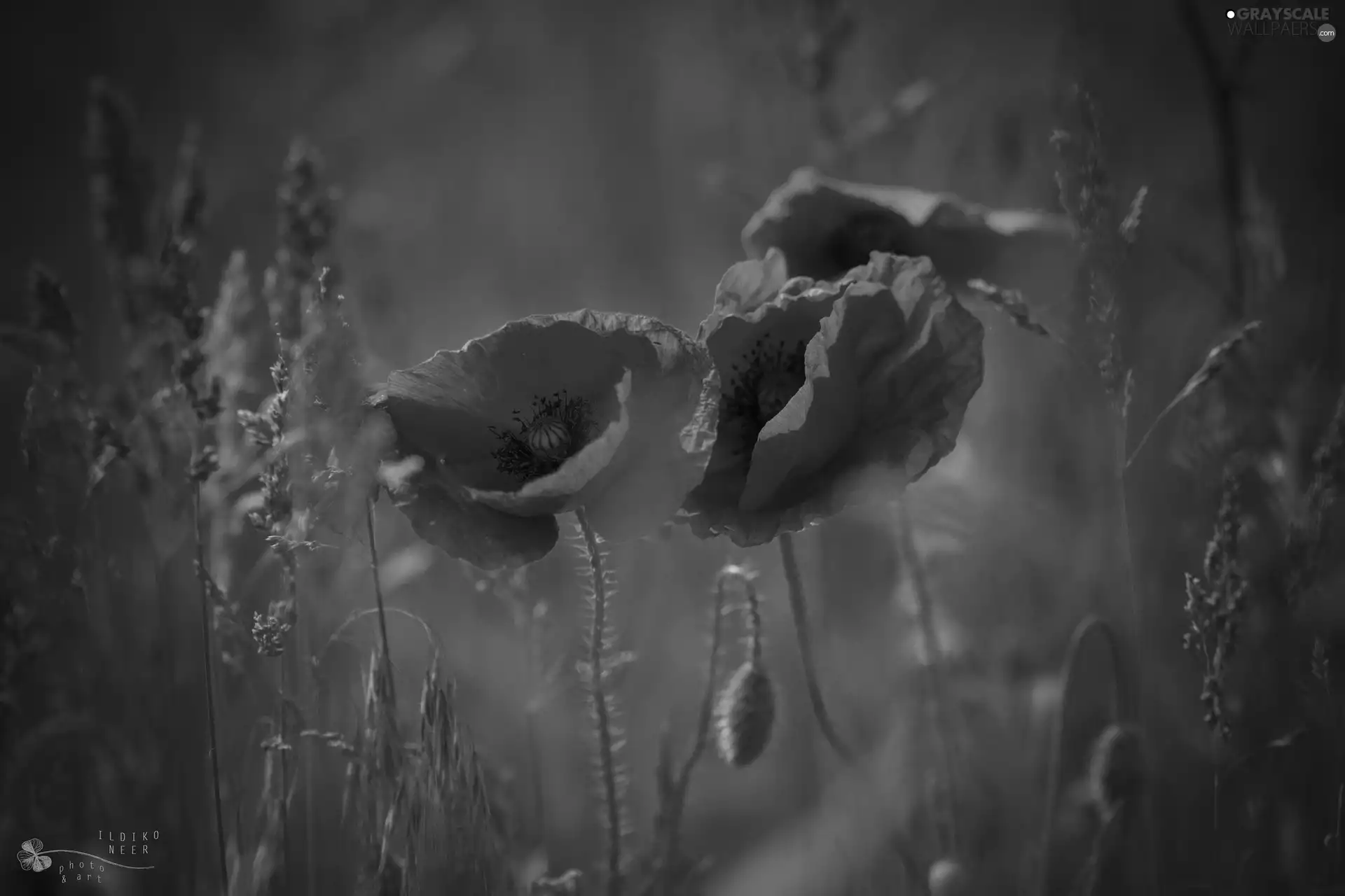 Red, papavers