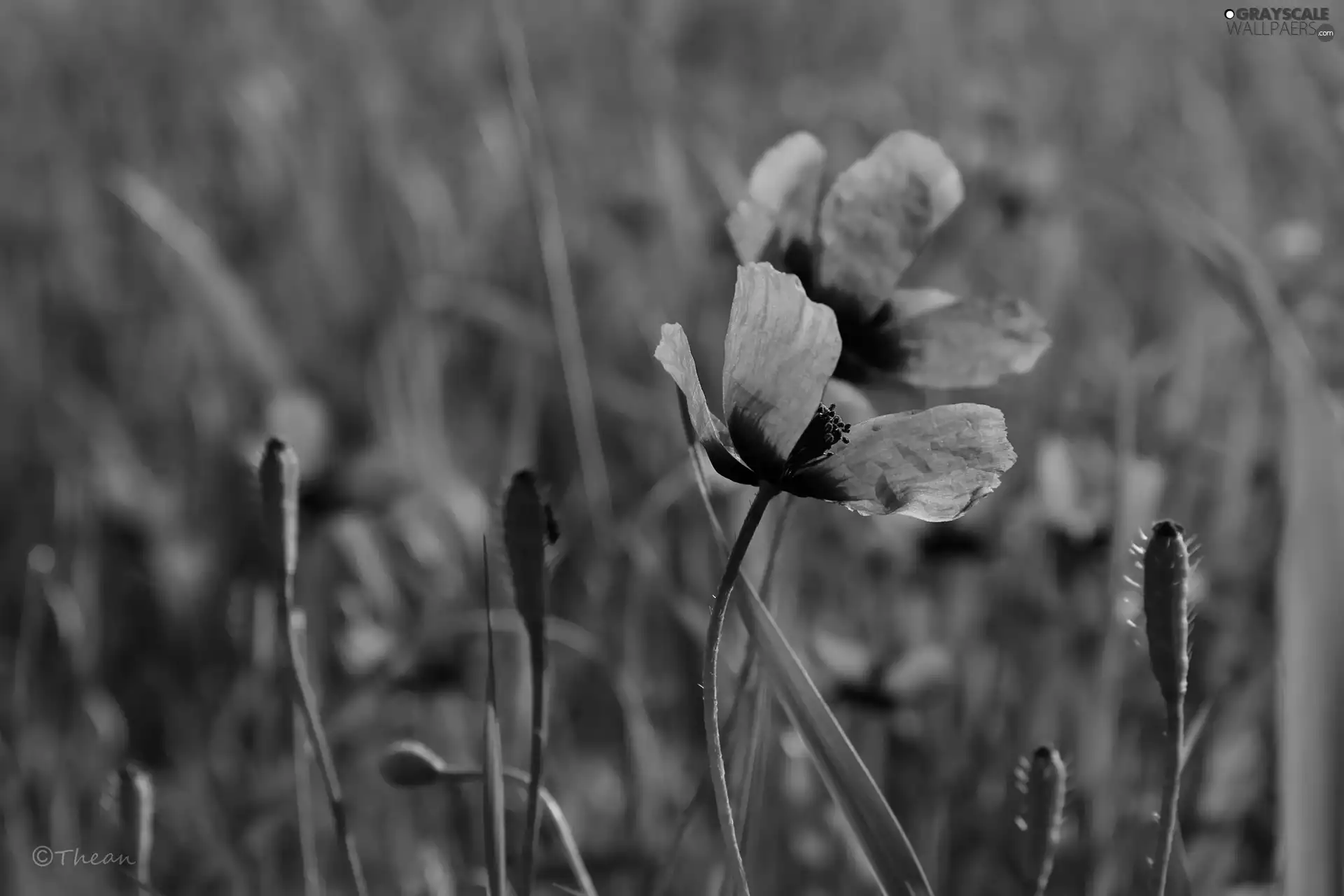 Red, papavers